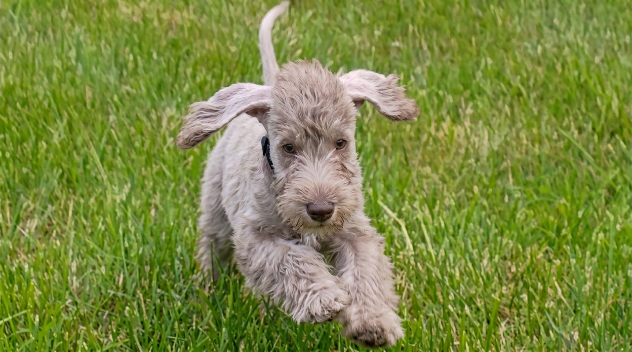 Bedlington terrier