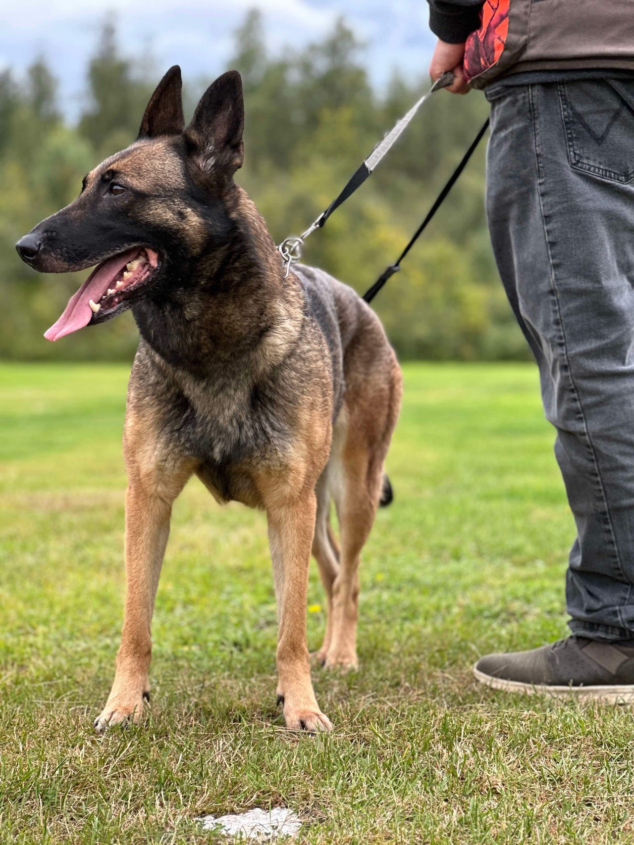 Belgisk fårehund, malinois