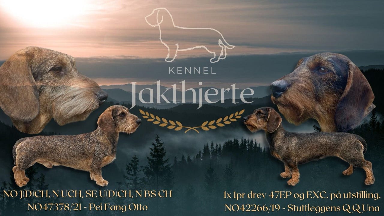Dachshund strihåret