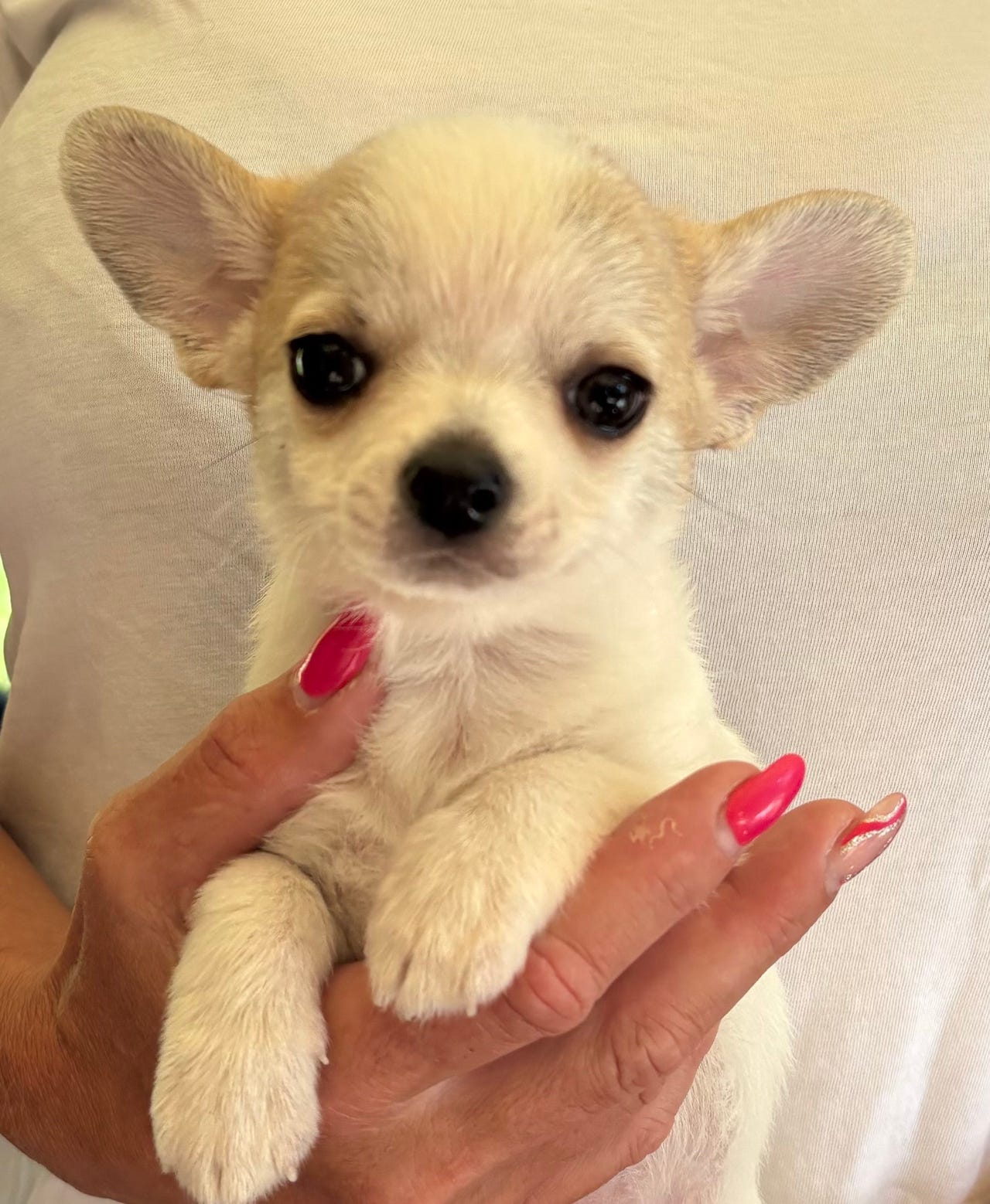 Chihuahua korthåret