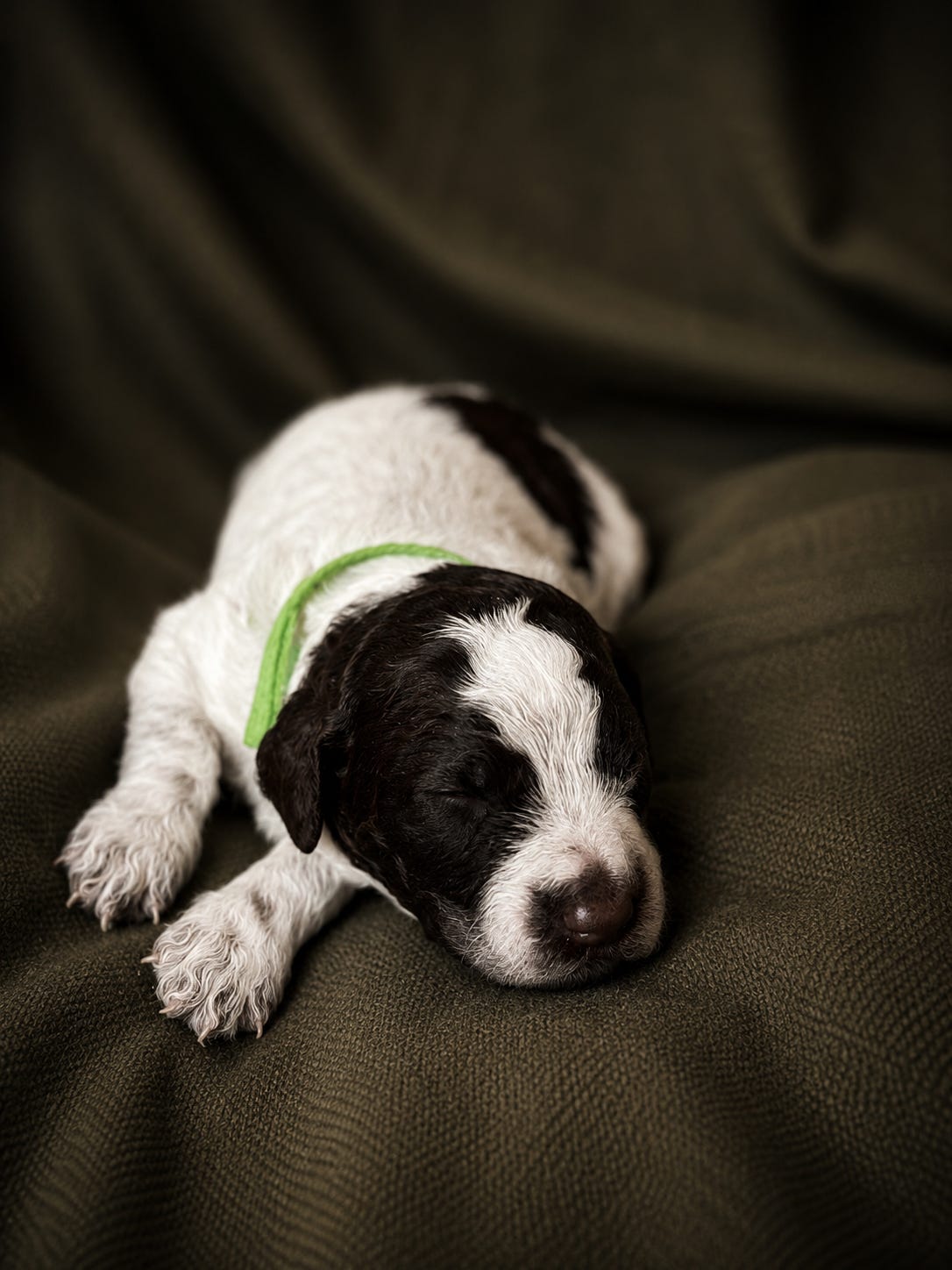 Lagotto romagnolo