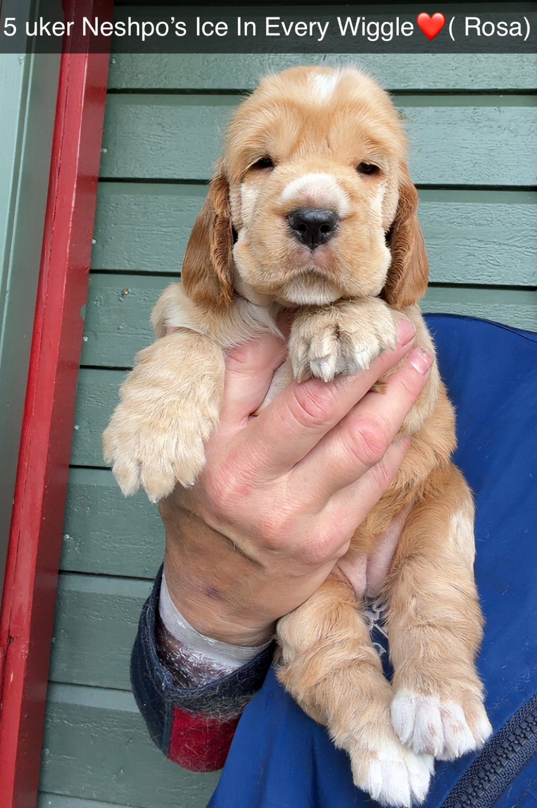 Cocker spaniel