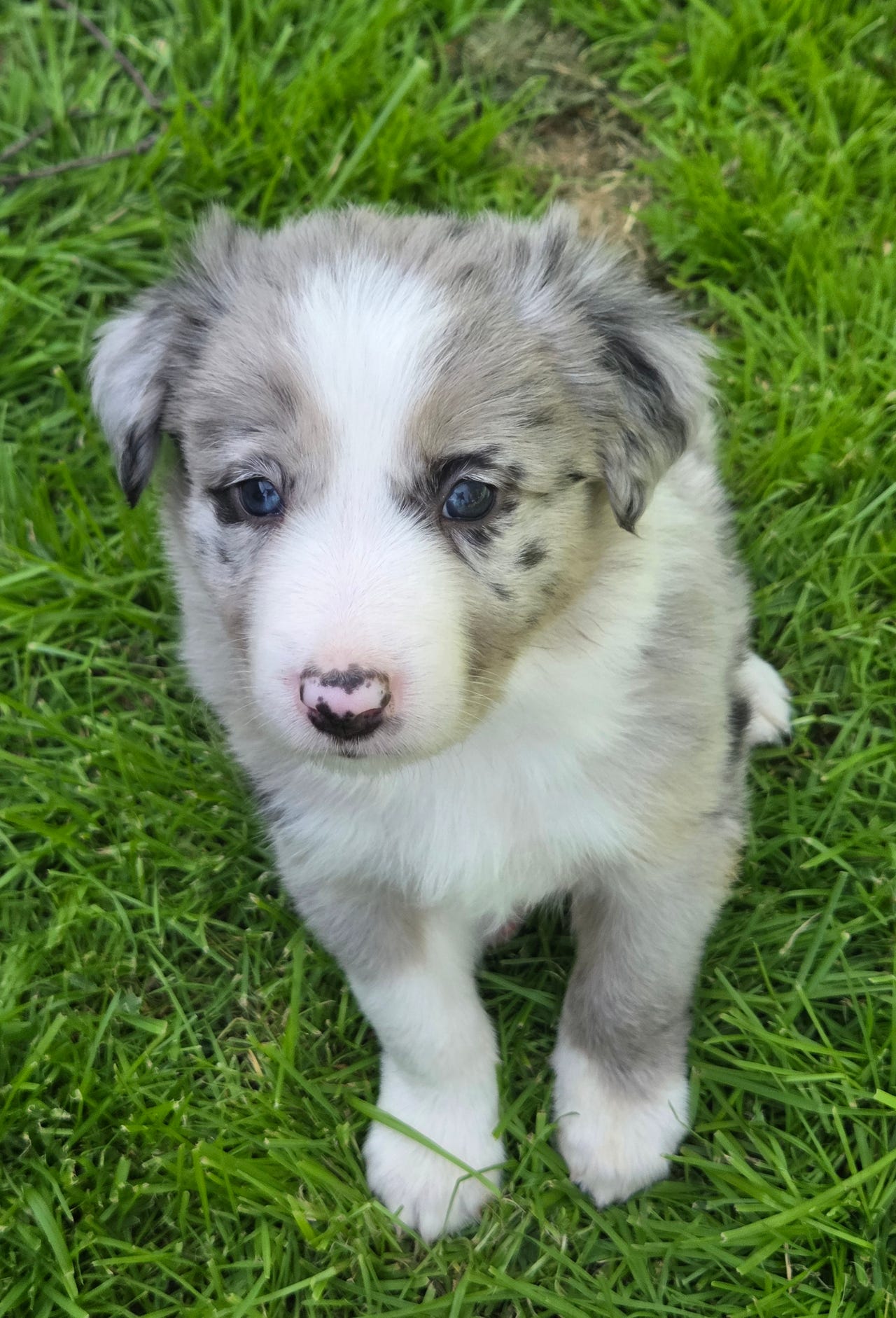 Border collie