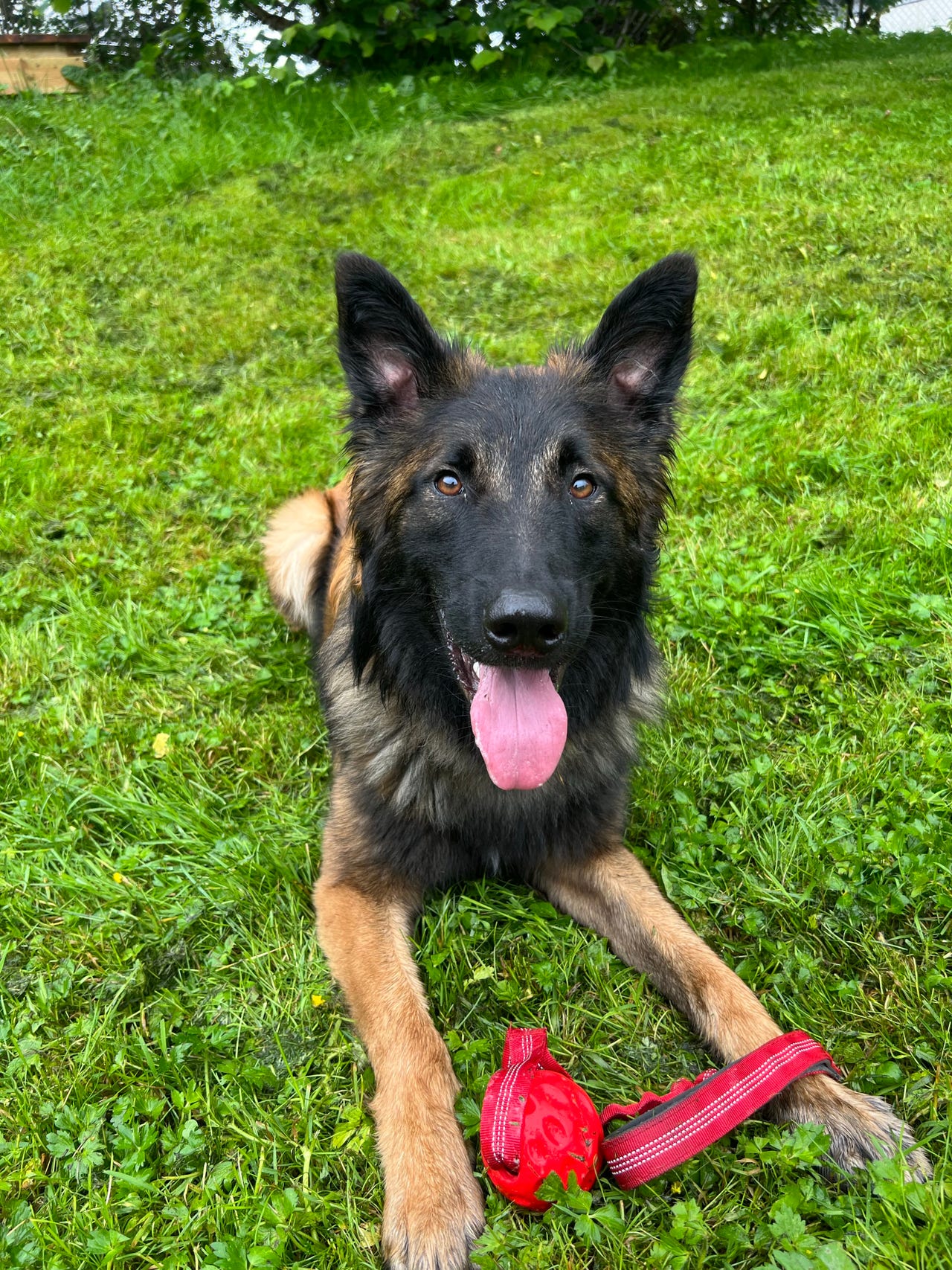 Belgisk fårehund, tervueren