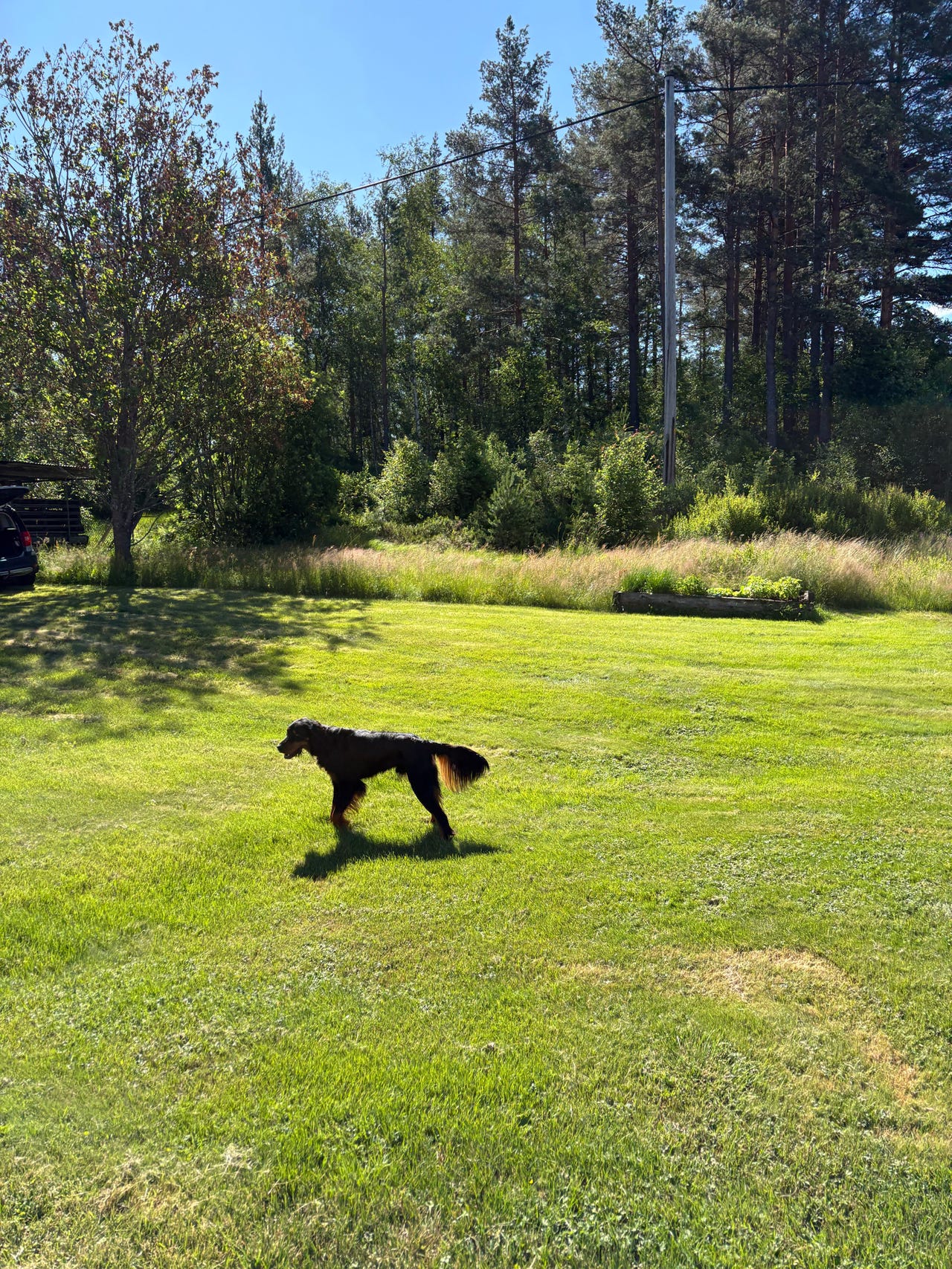 Gordon setter