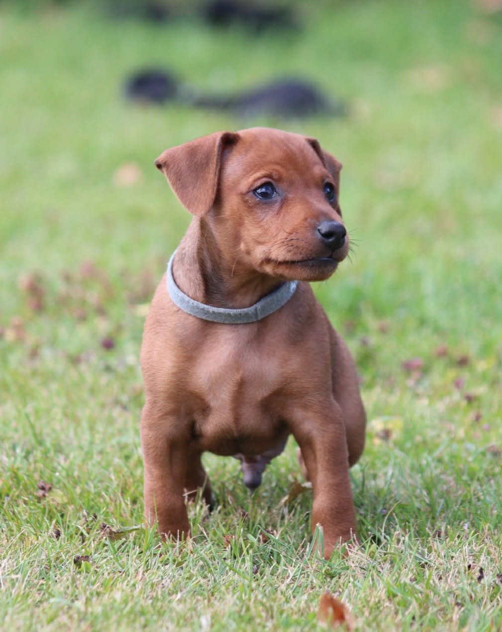 Dvergpinscher