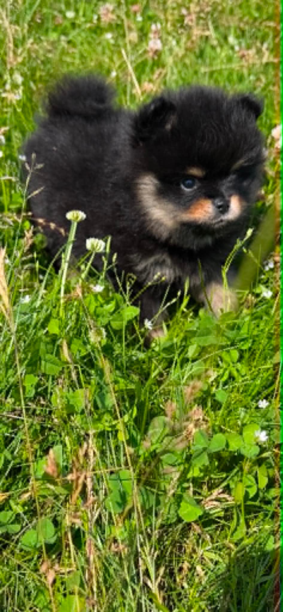 Pomeranian