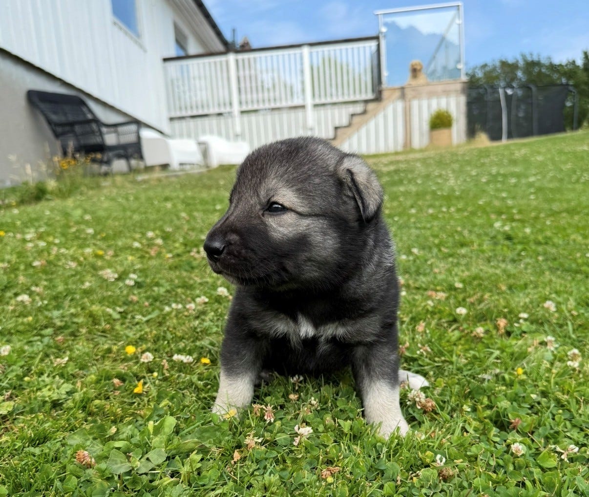 Jämthund