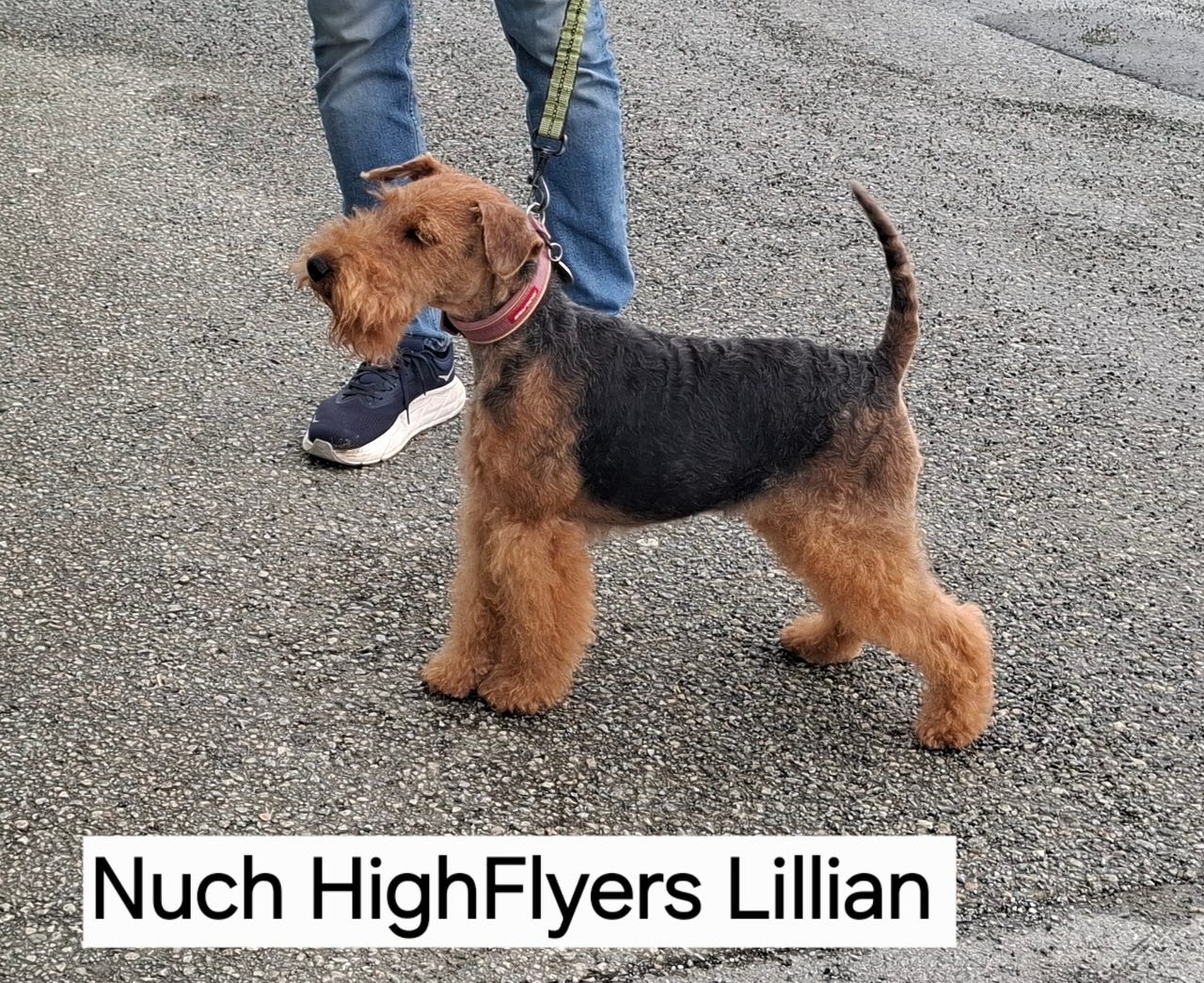 Welsh terrier