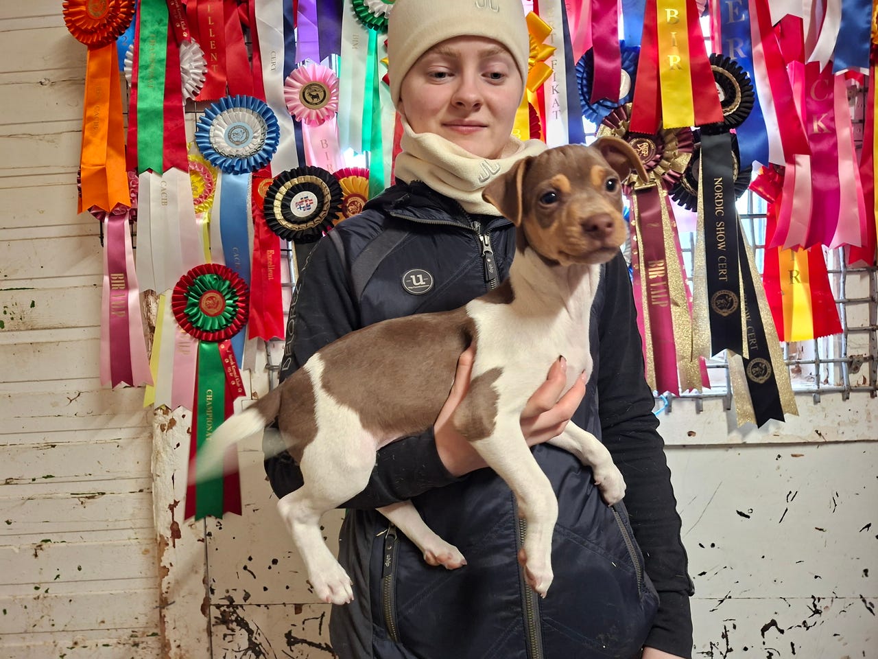 Terrier brasileiro