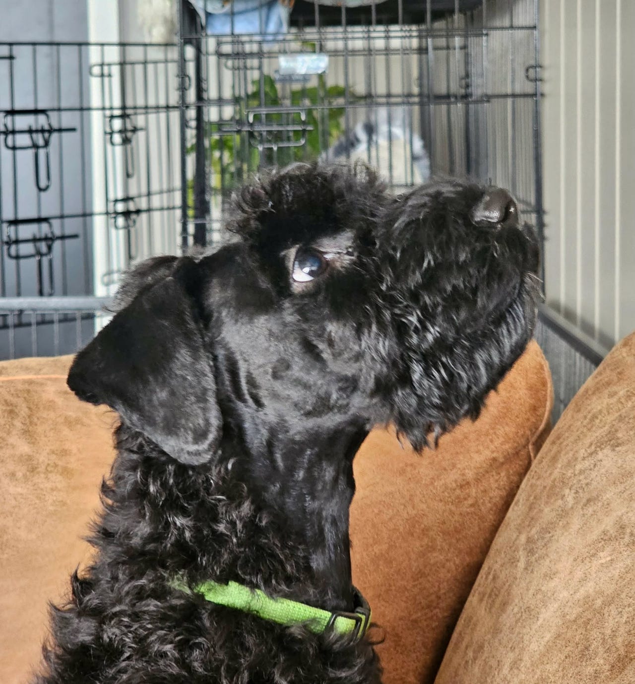 Kerry blue terrier