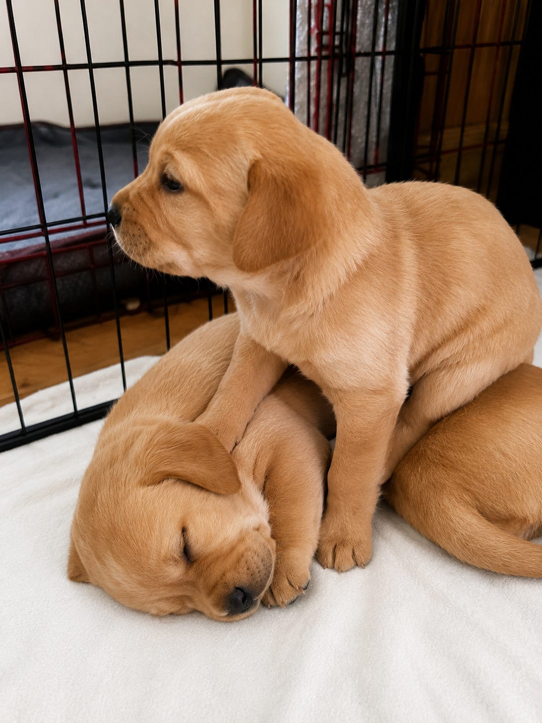 Labrador retriever
