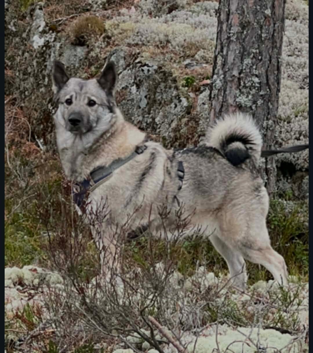 Norsk elghund grå