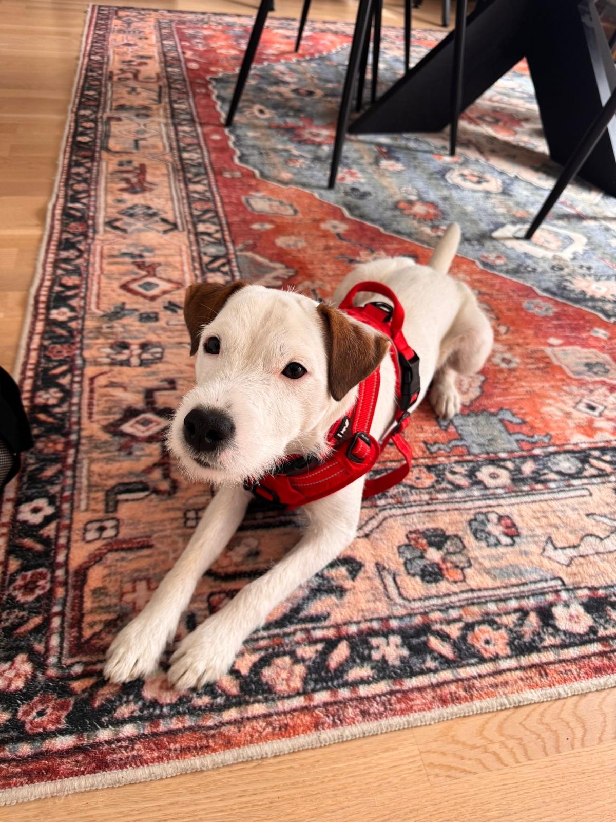 Parson russell terrier