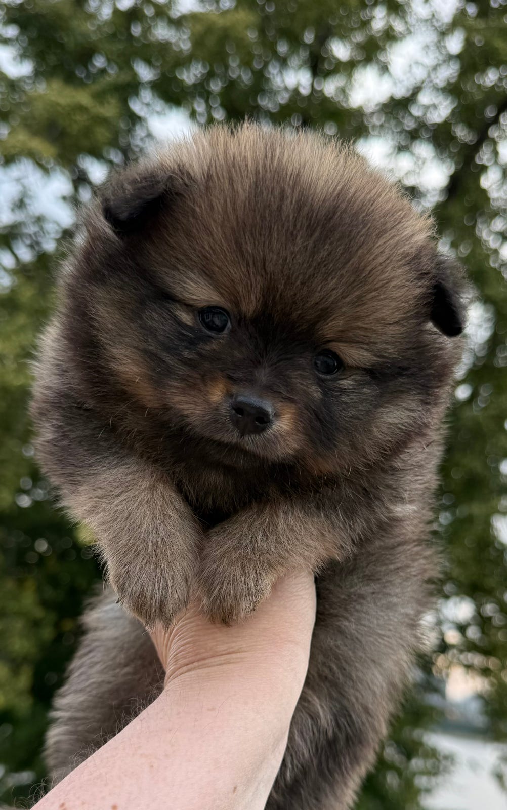 Pomeranian
