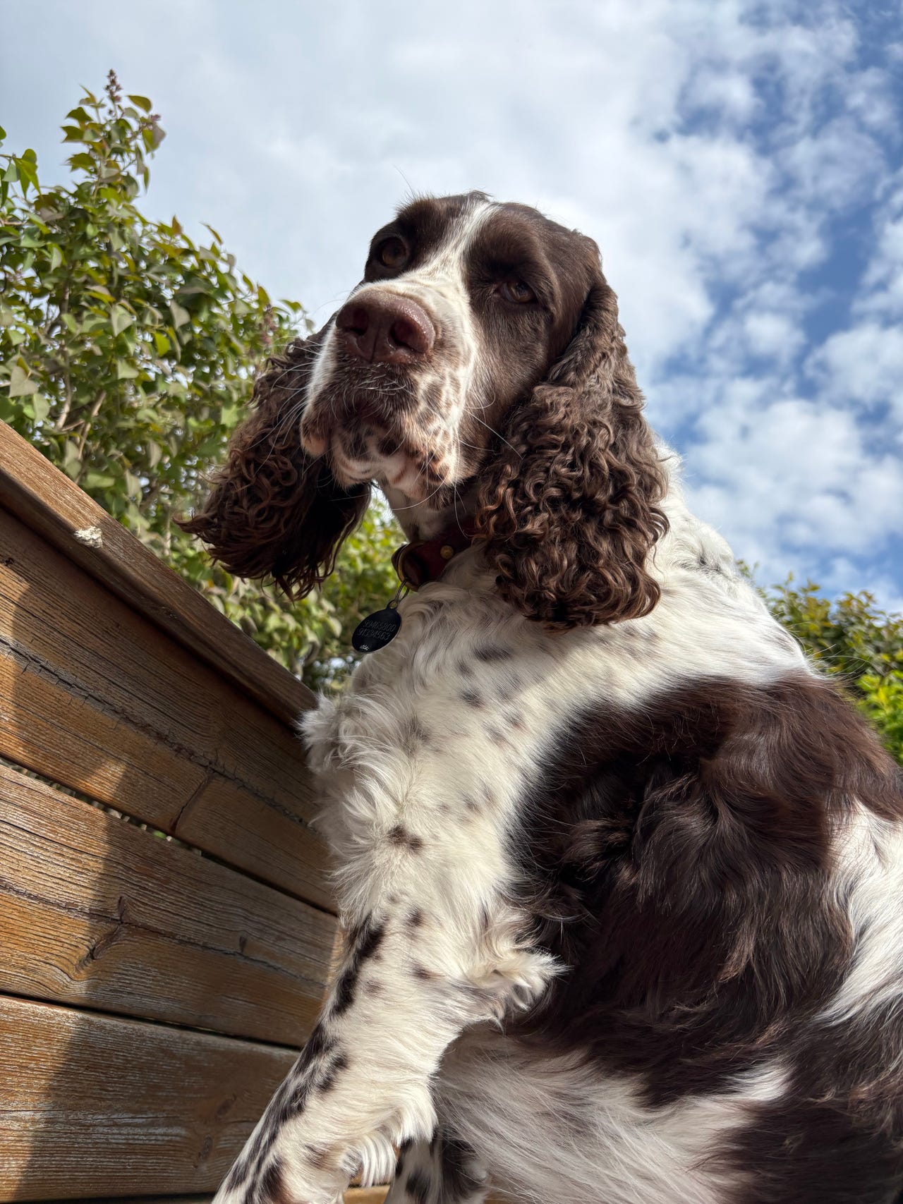 Engelsk springer spaniel
