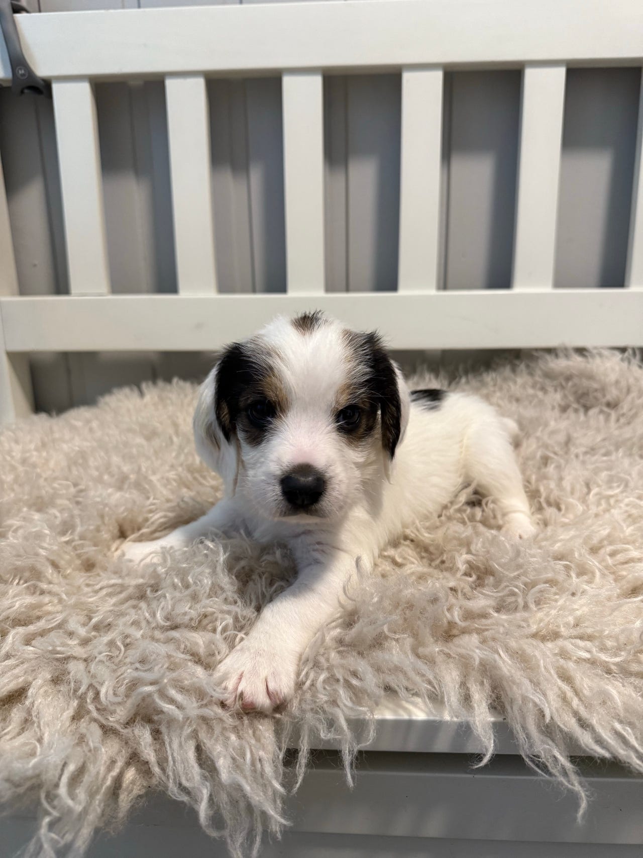 Petit basset griffon vendeen