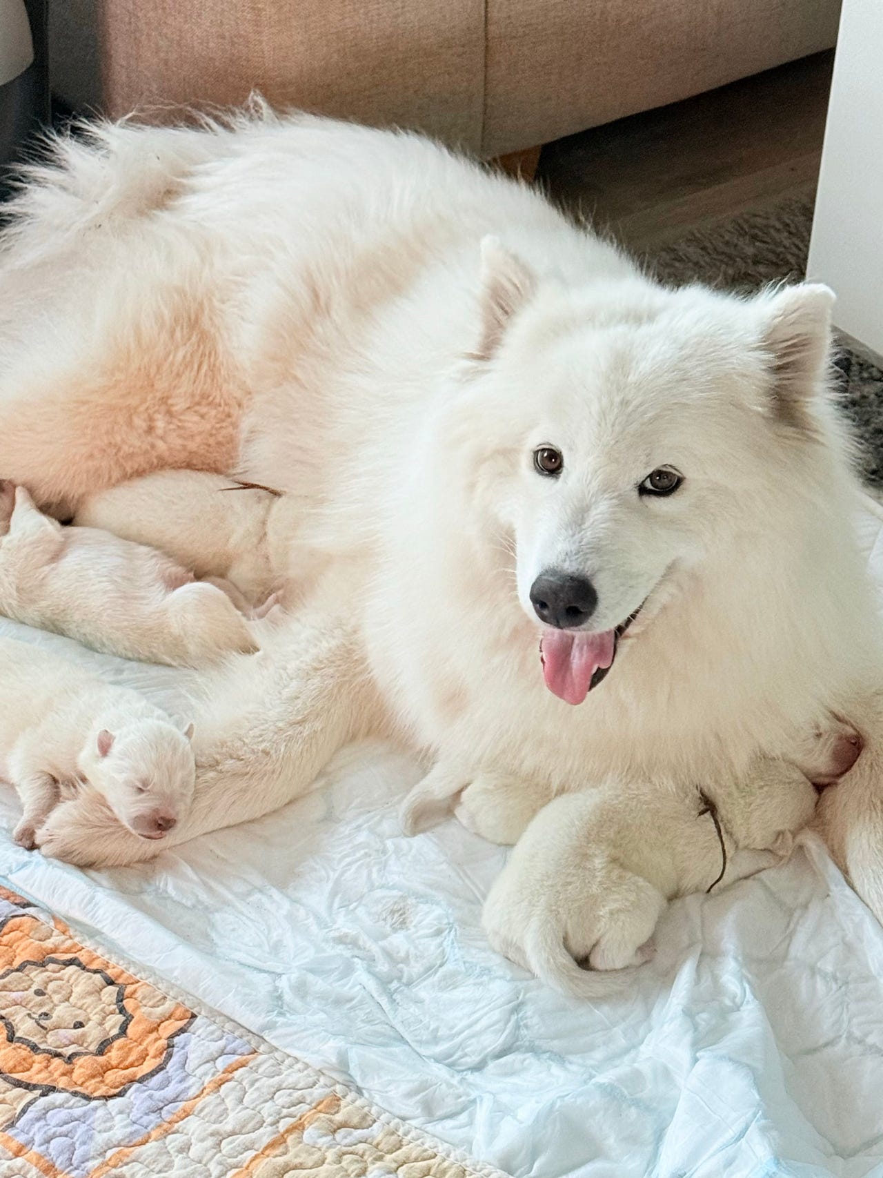 Samojedhund