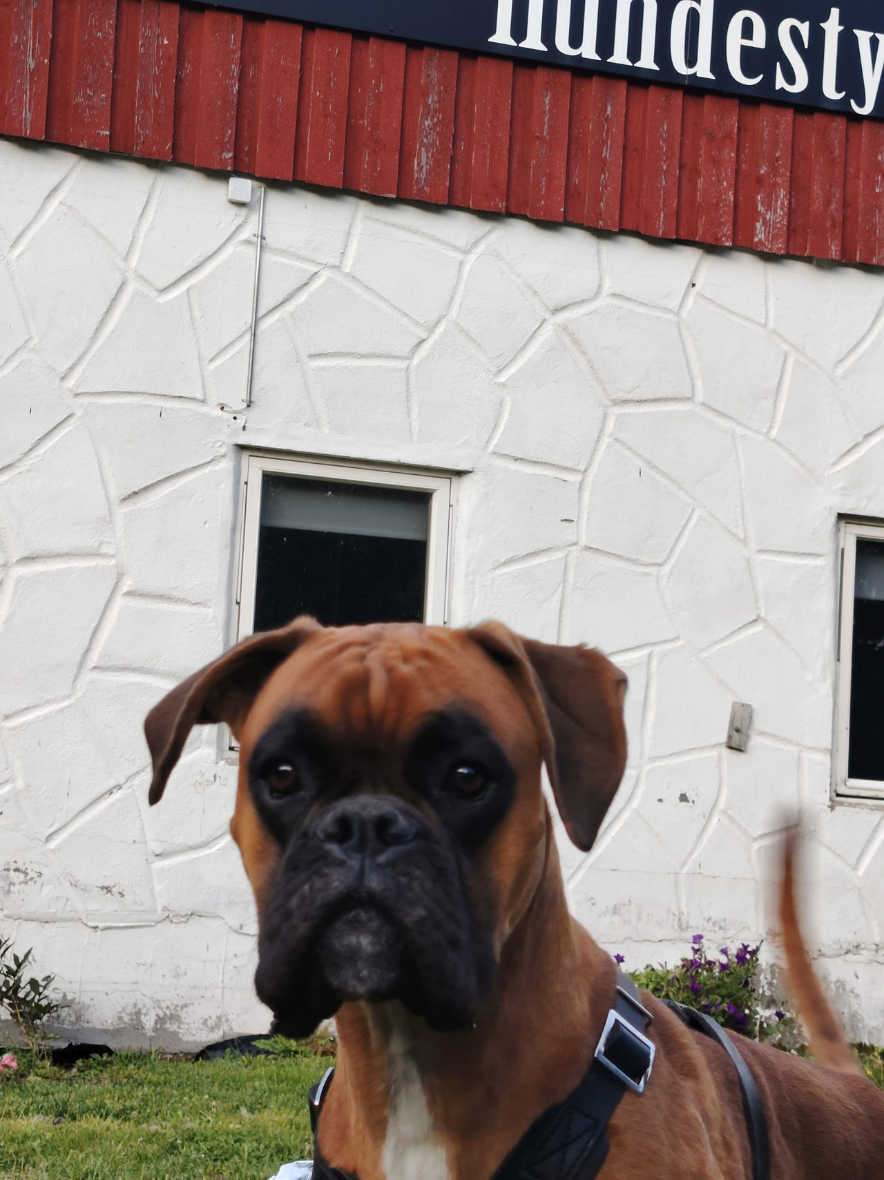 Boxer