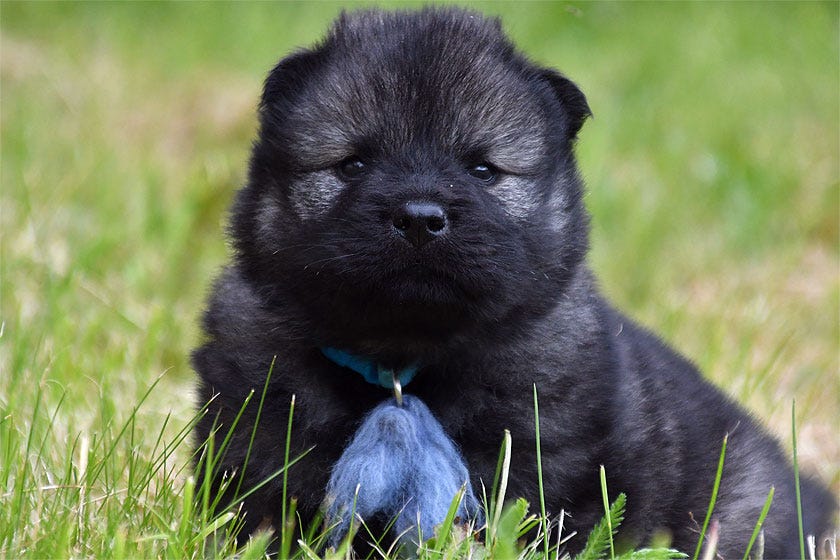 Eurasier