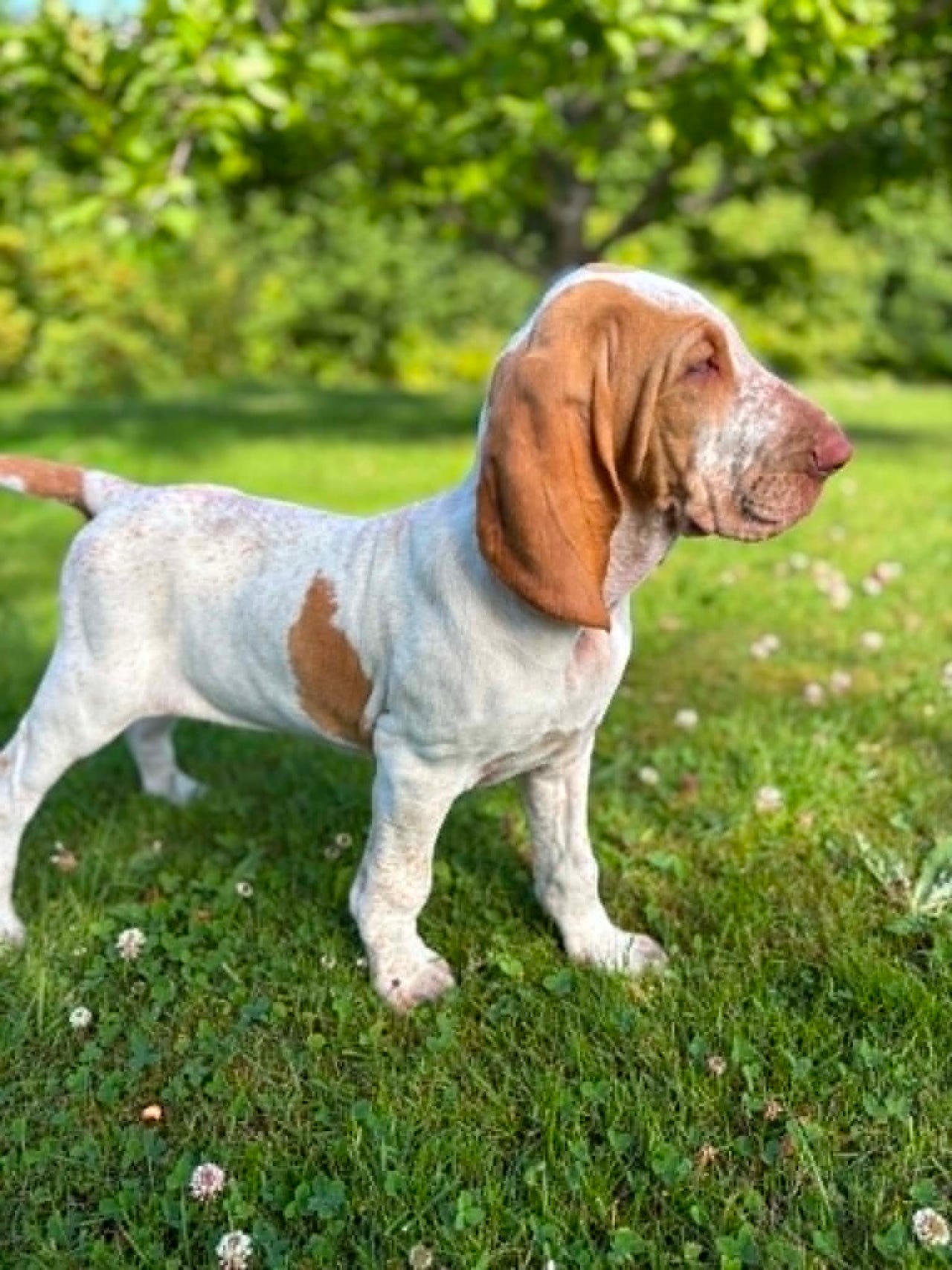 Bracco italiano