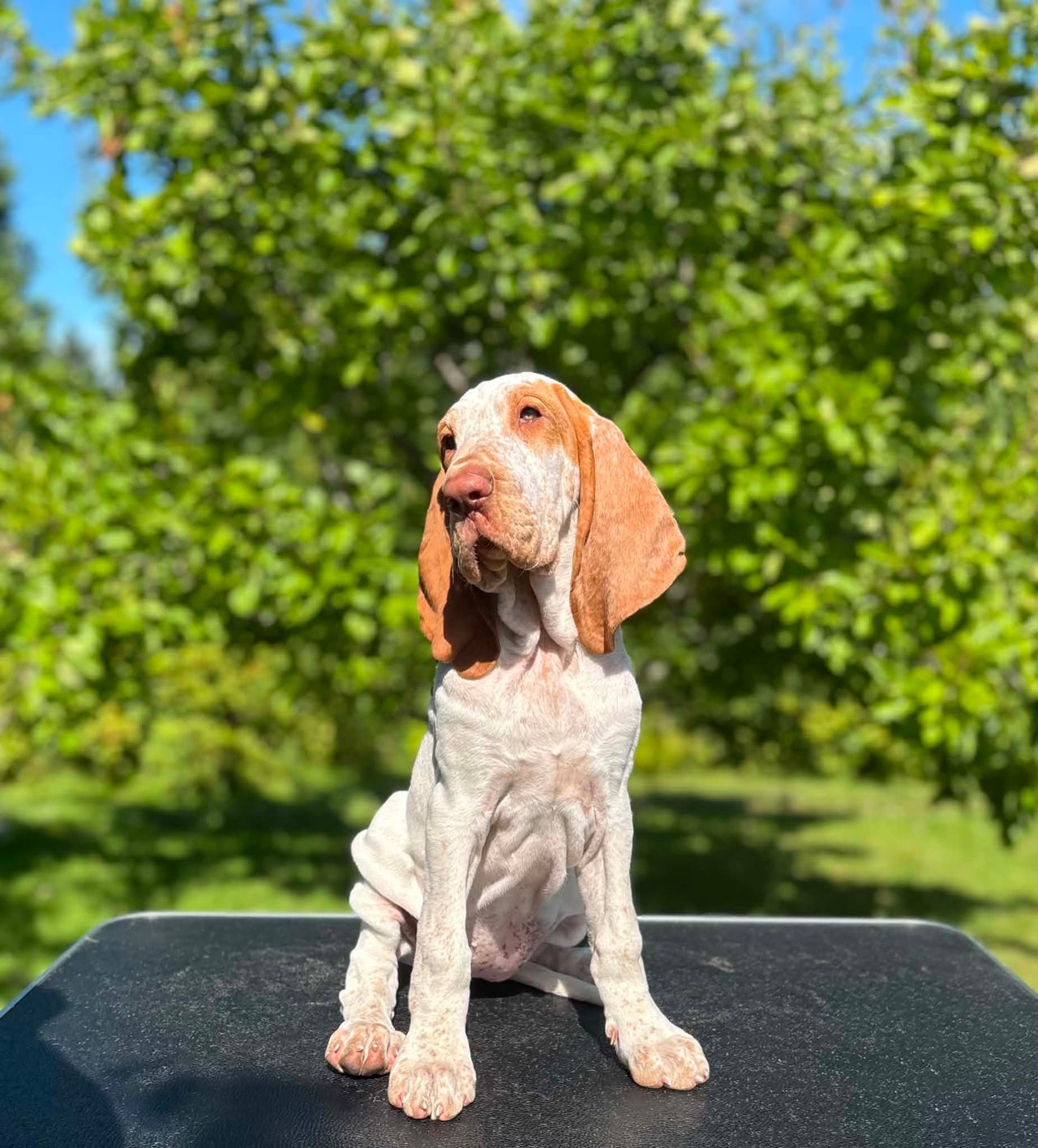 Bracco italiano