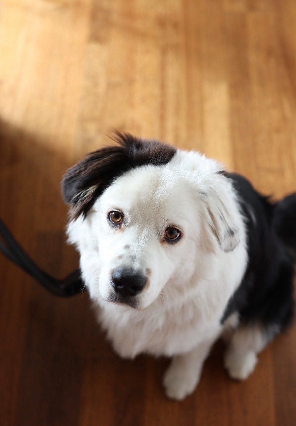 Australian shepherd