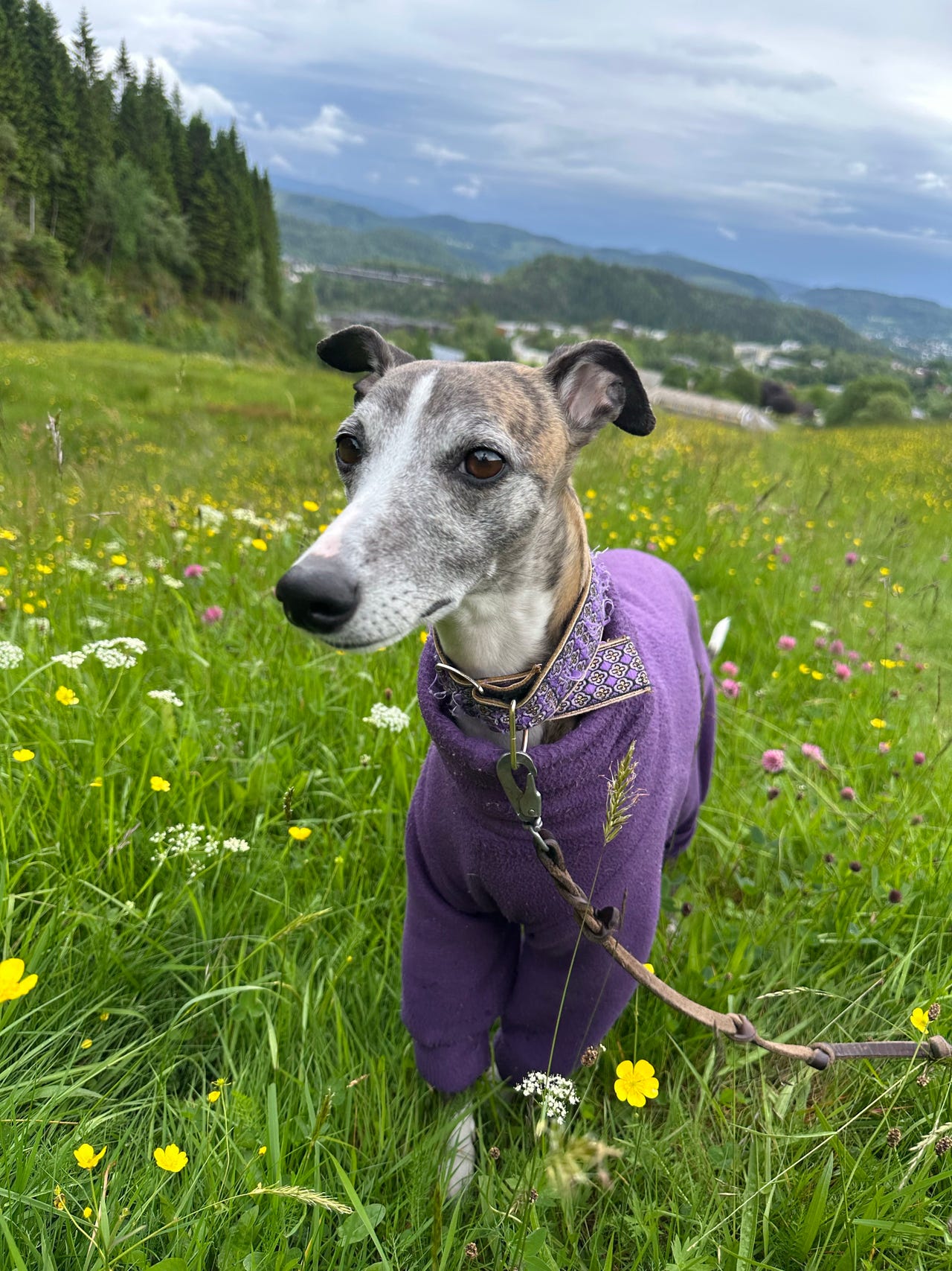 Whippet