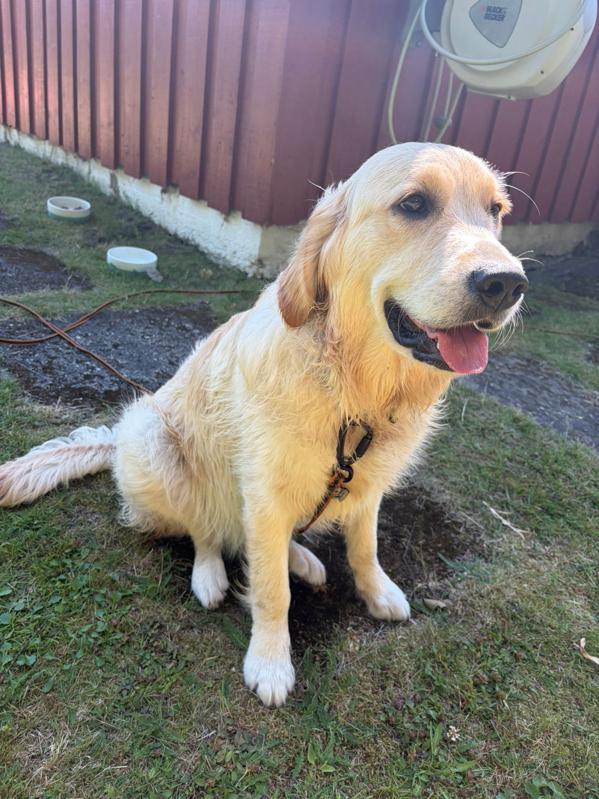 Golden retriever