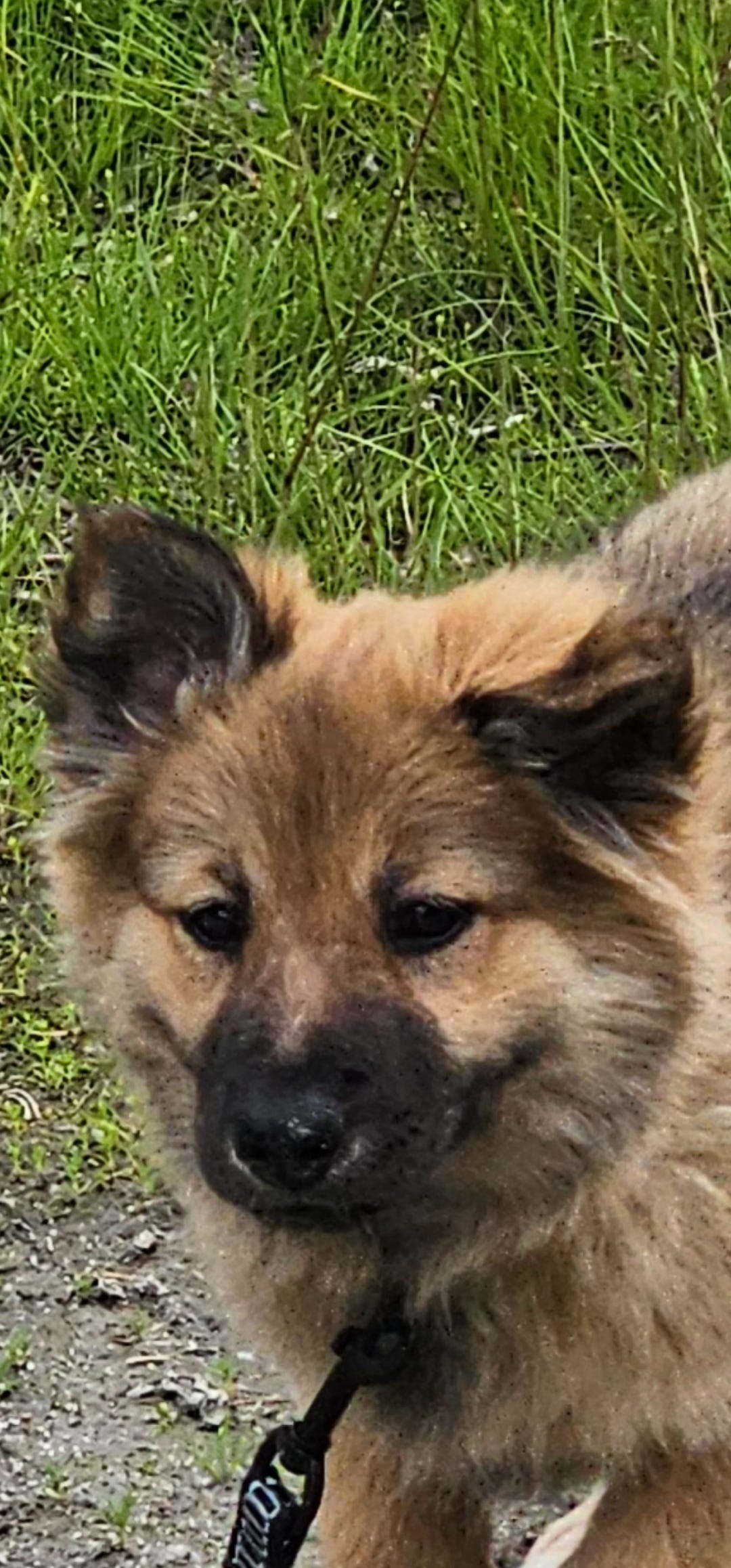 Finsk lapphund