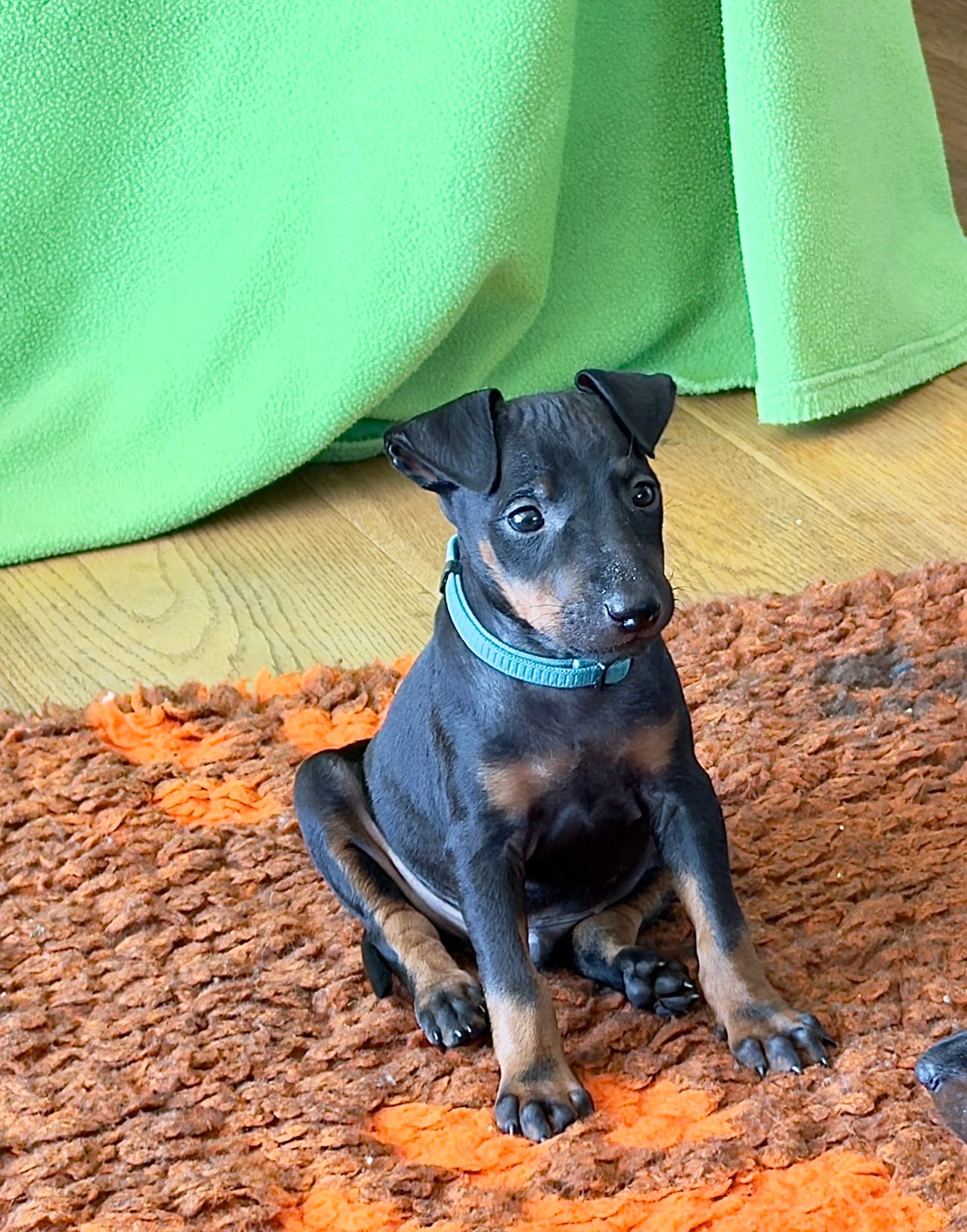 Manchester terrier