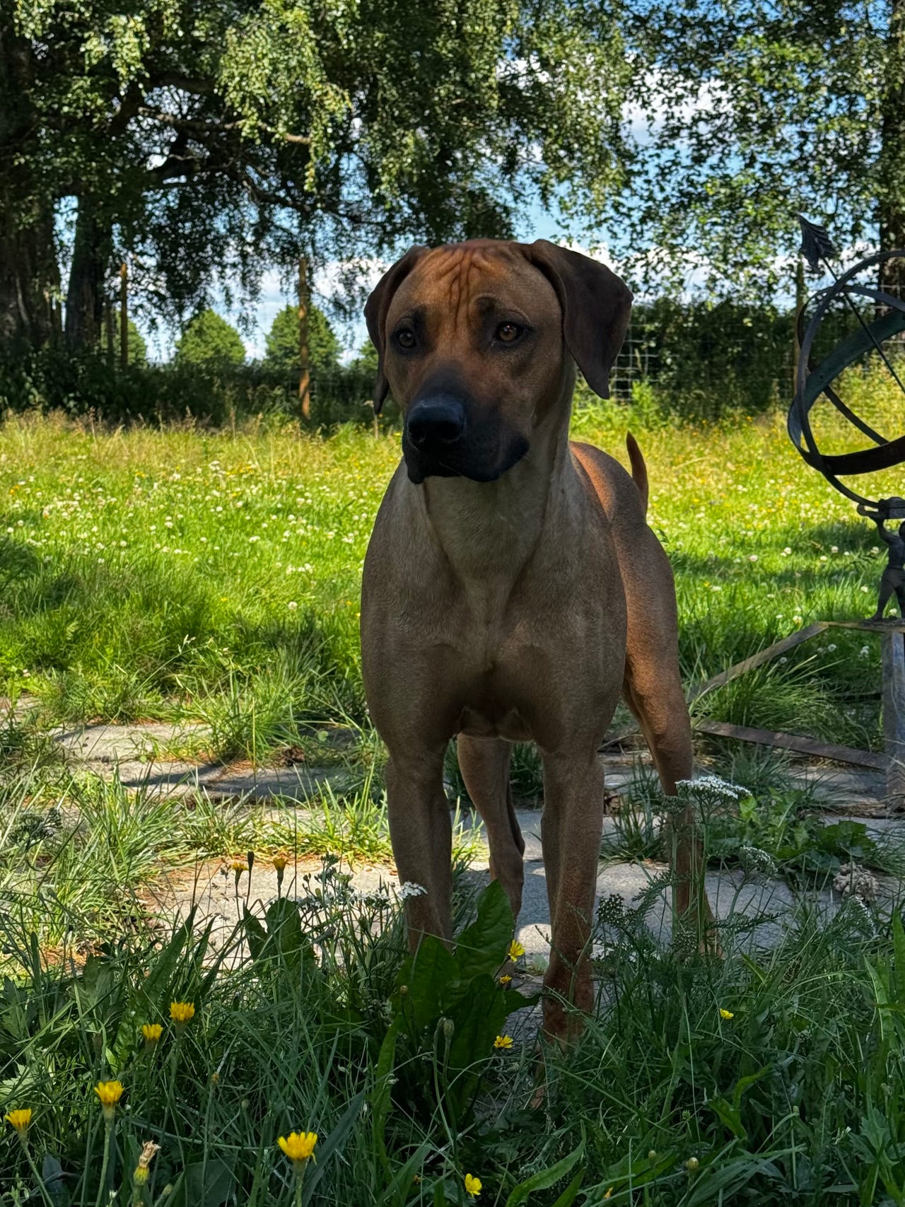 Rhodesian ridgeback