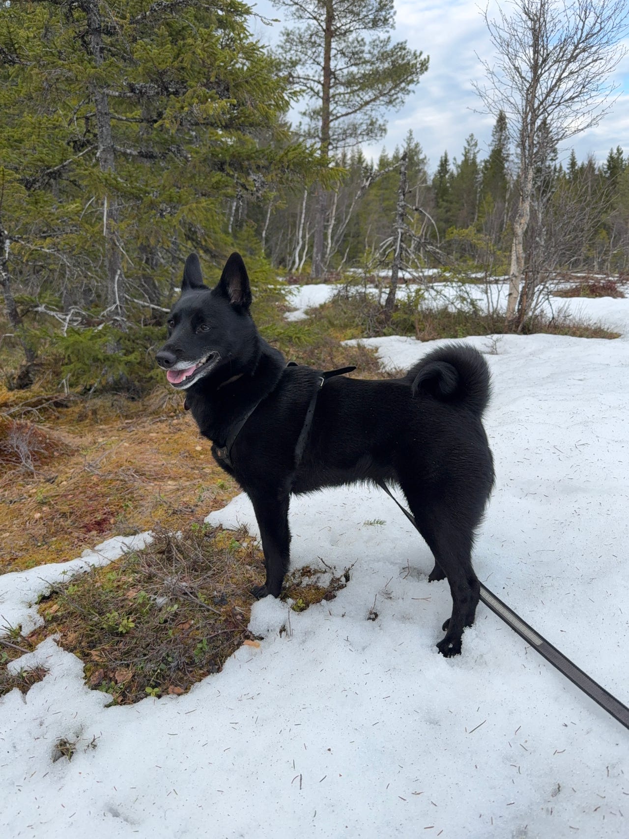 Norsk elghund sort