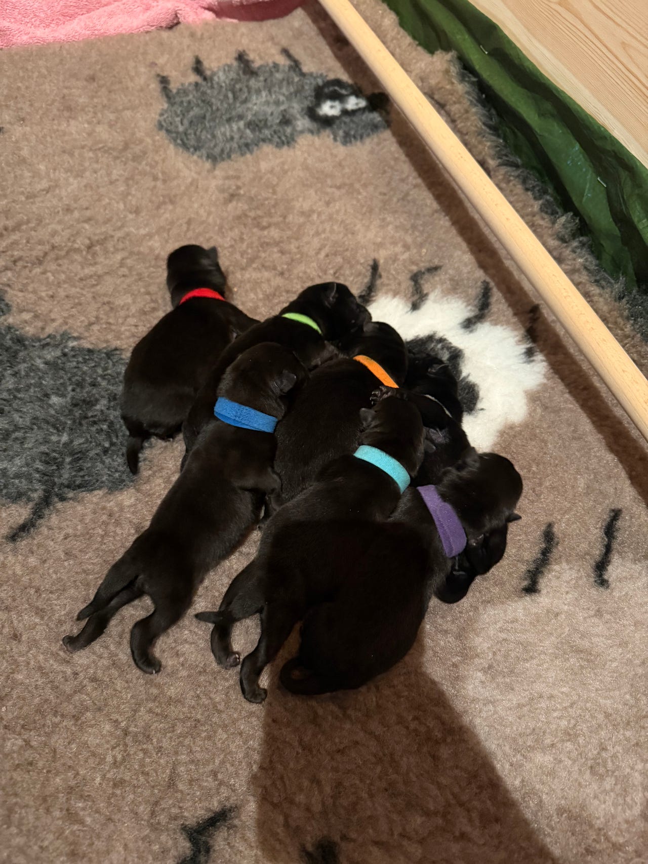 Norsk elghund sort