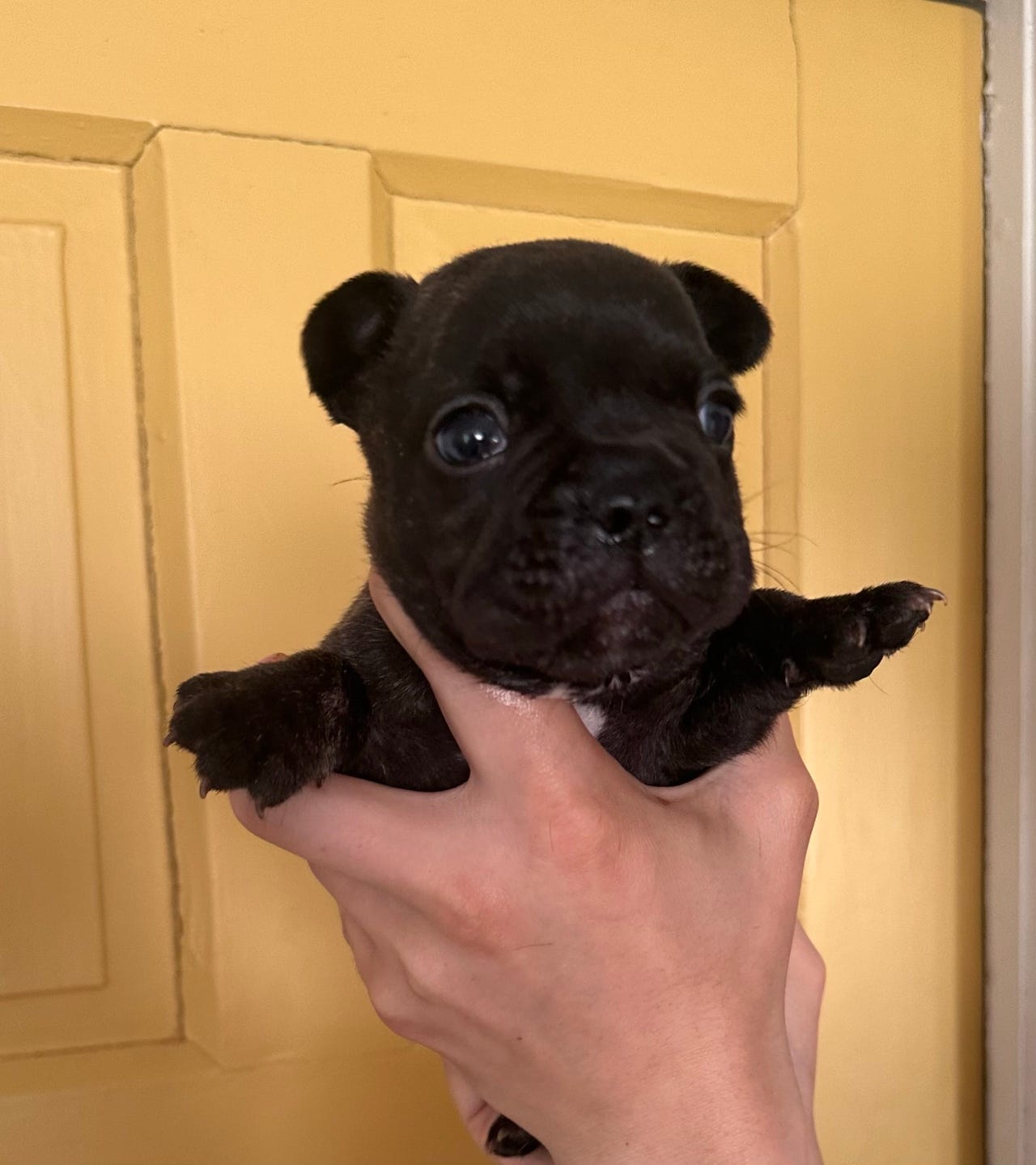 Fransk bulldog