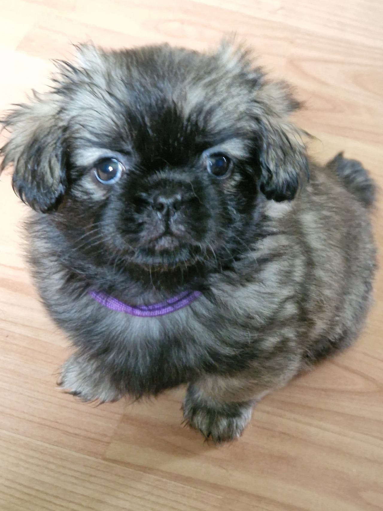 Tibetansk spaniel