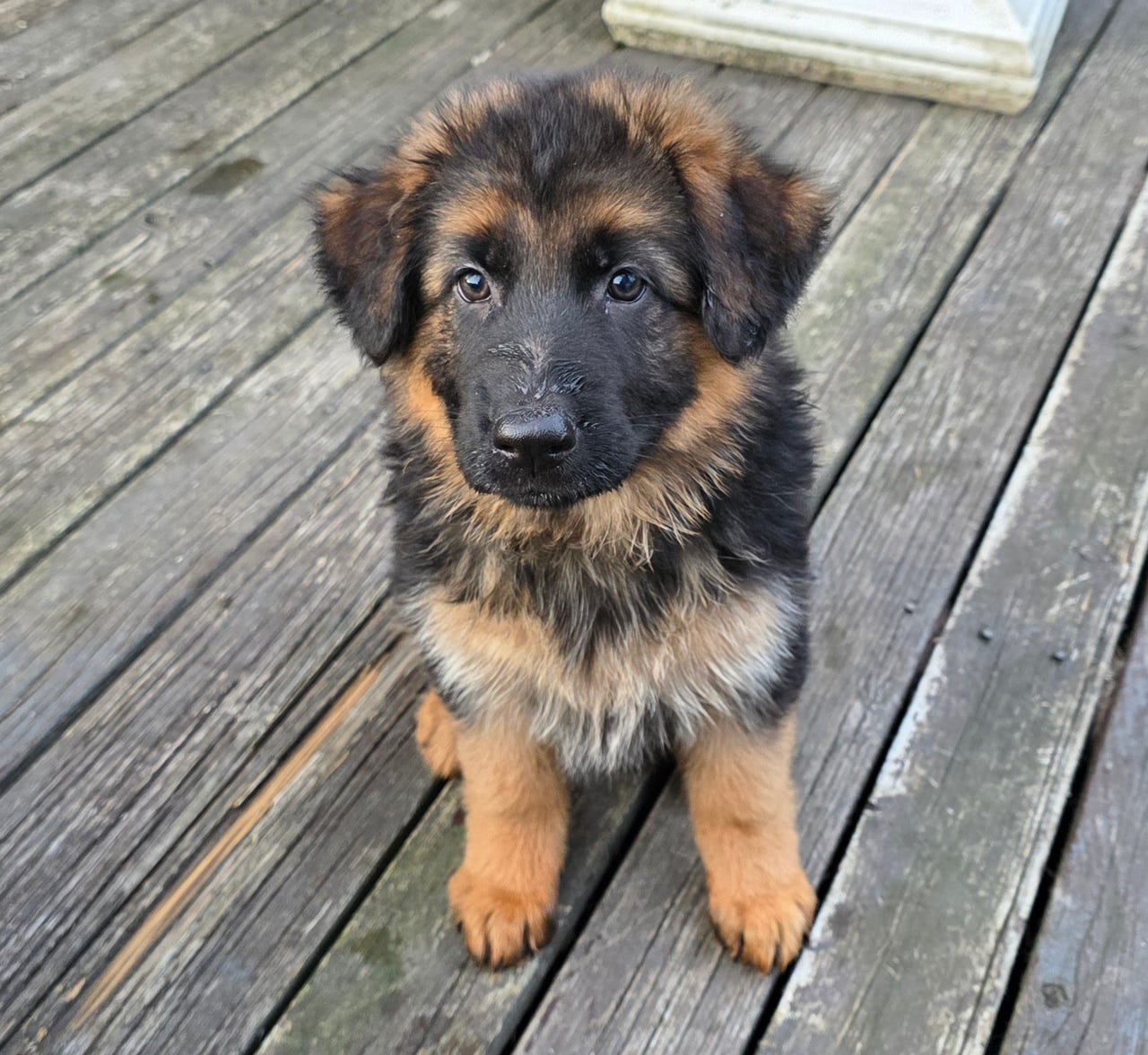 Schäferhund langhår