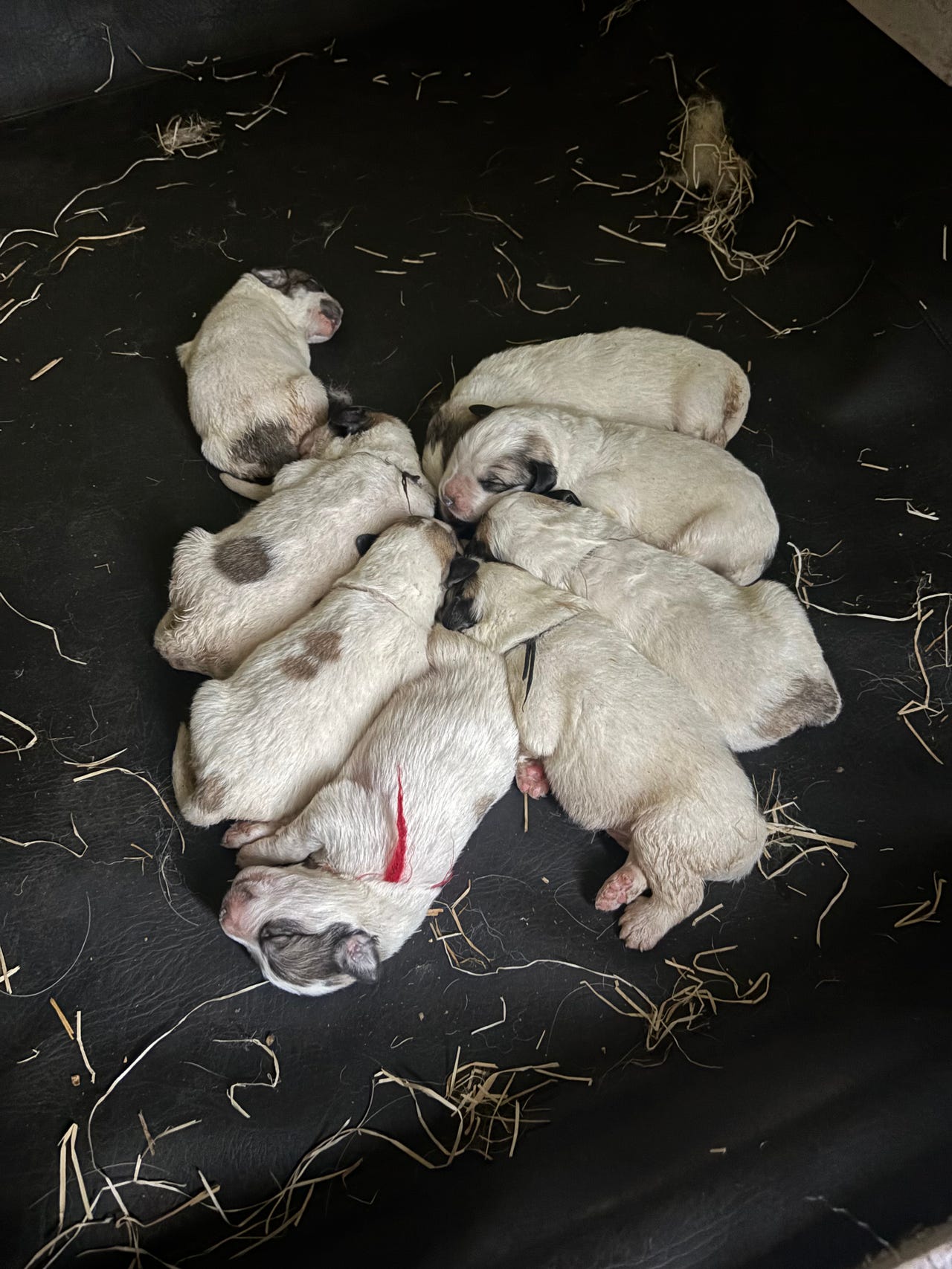 Pyreneerhund