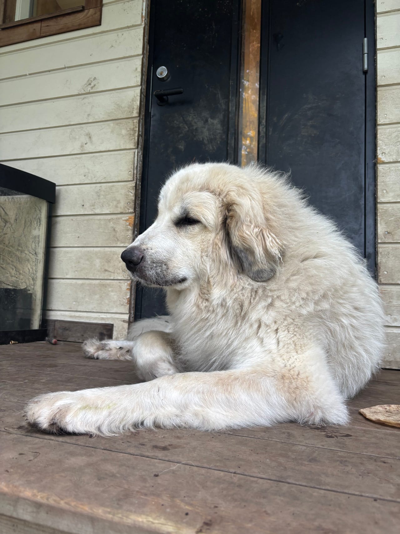 Pyreneerhund