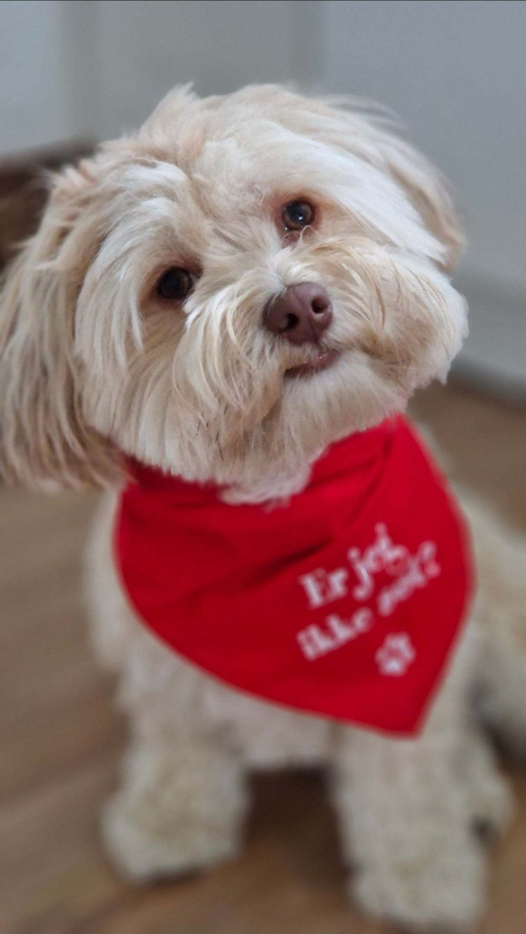 Bichon havanais