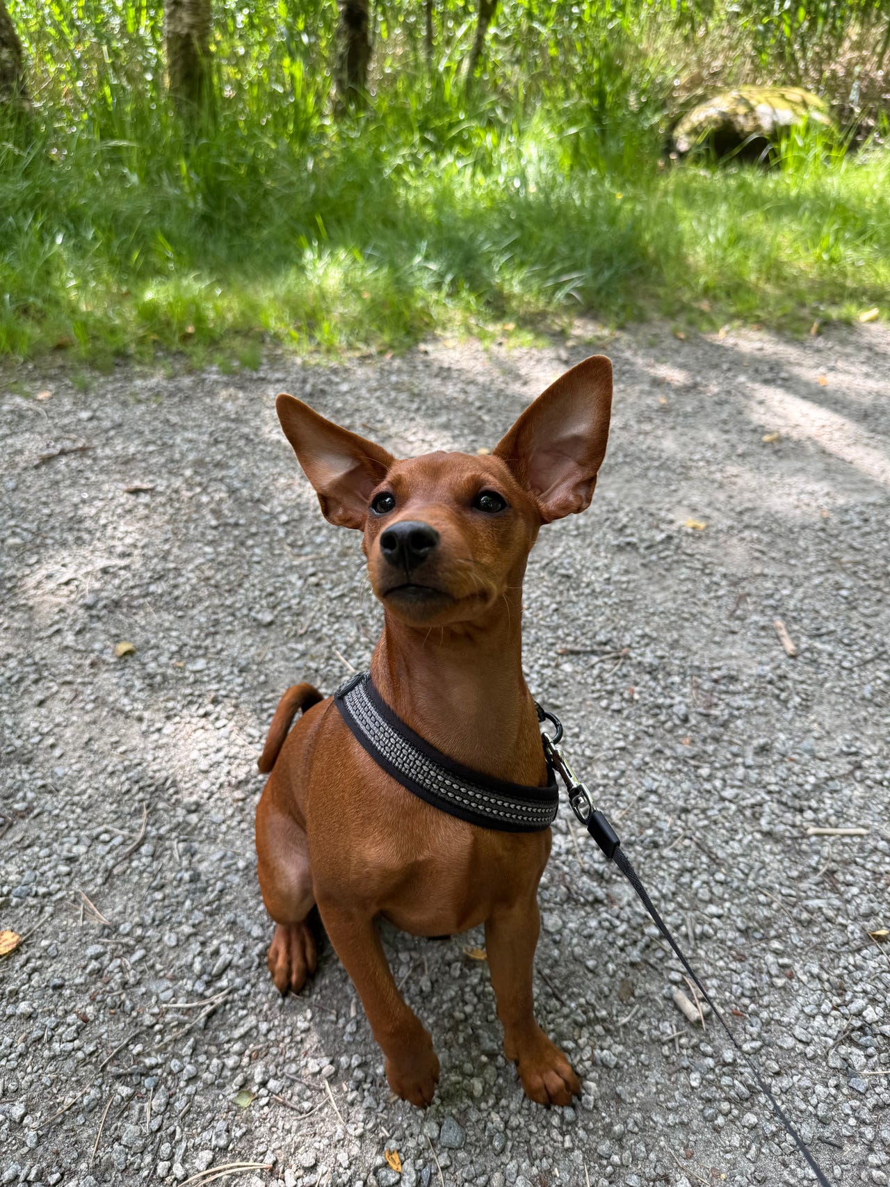 Pinscher
