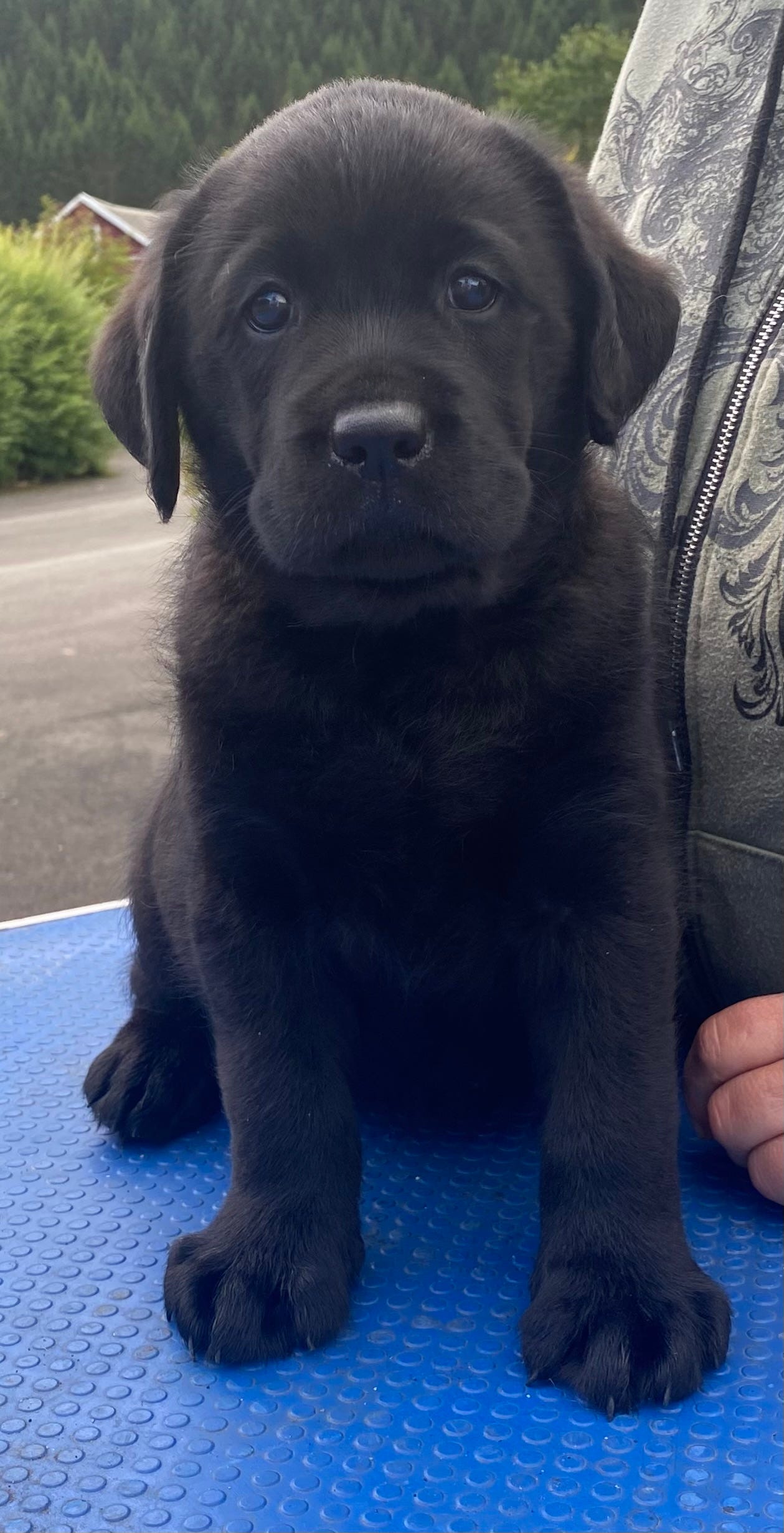 Labrador retriever