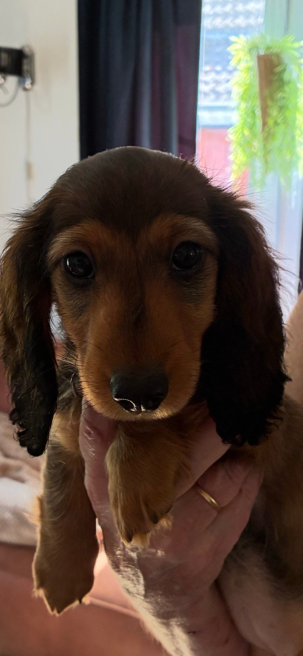 Dachshund langhåret