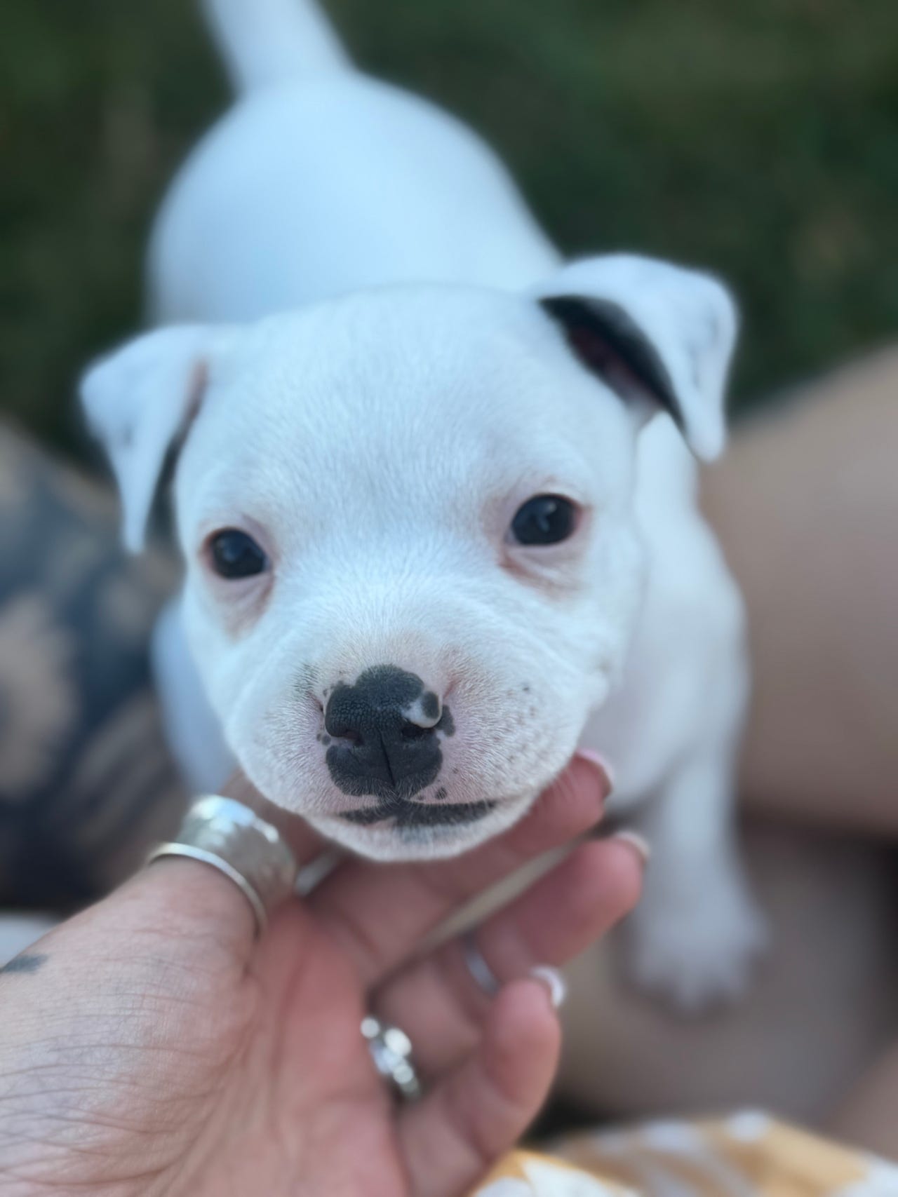 Staffordshire bull terrier