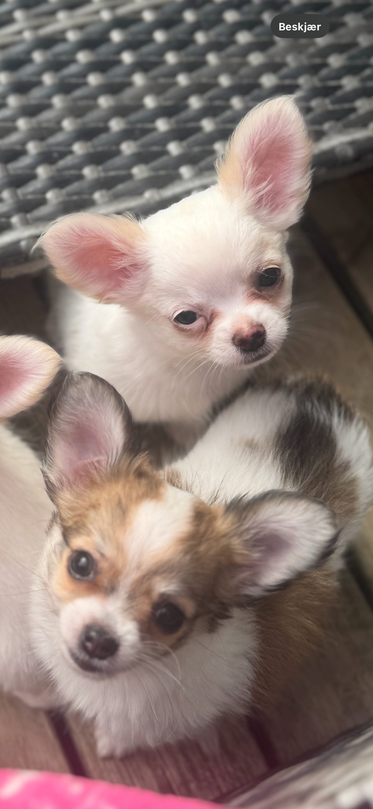 Chihuahua langhåret