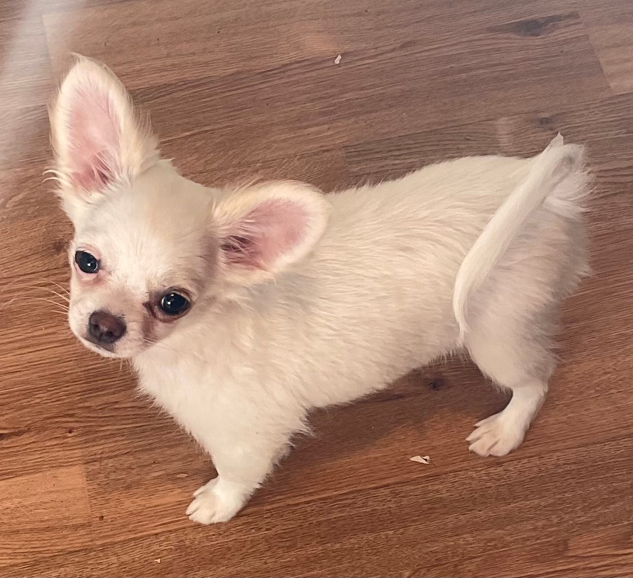 Chihuahua langhåret