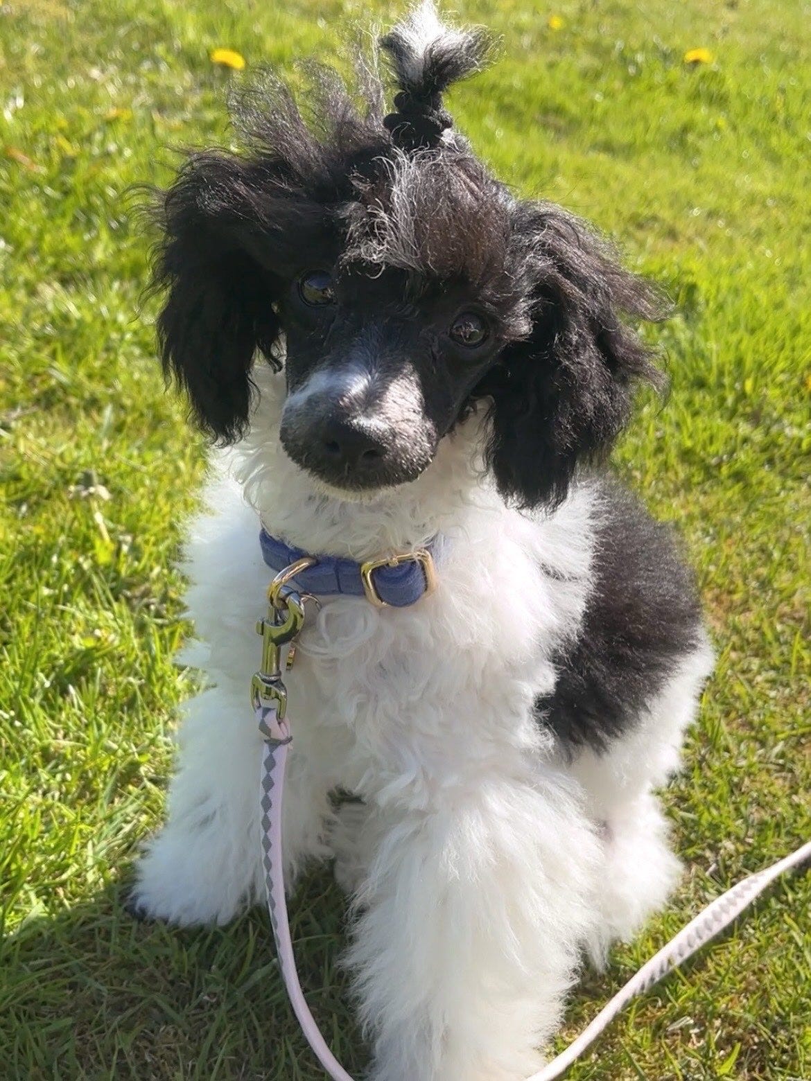 Toy puddel