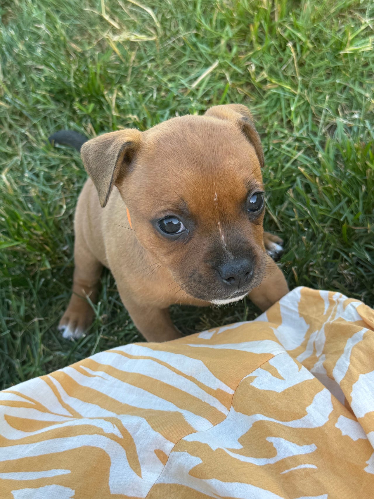 Staffordshire bull terrier