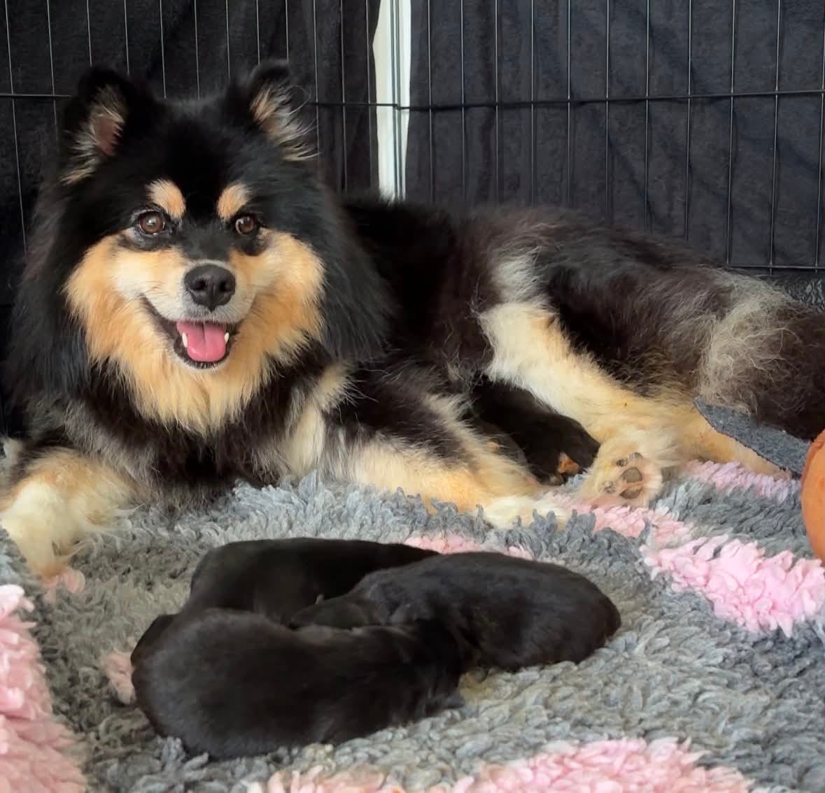 Finsk lapphund