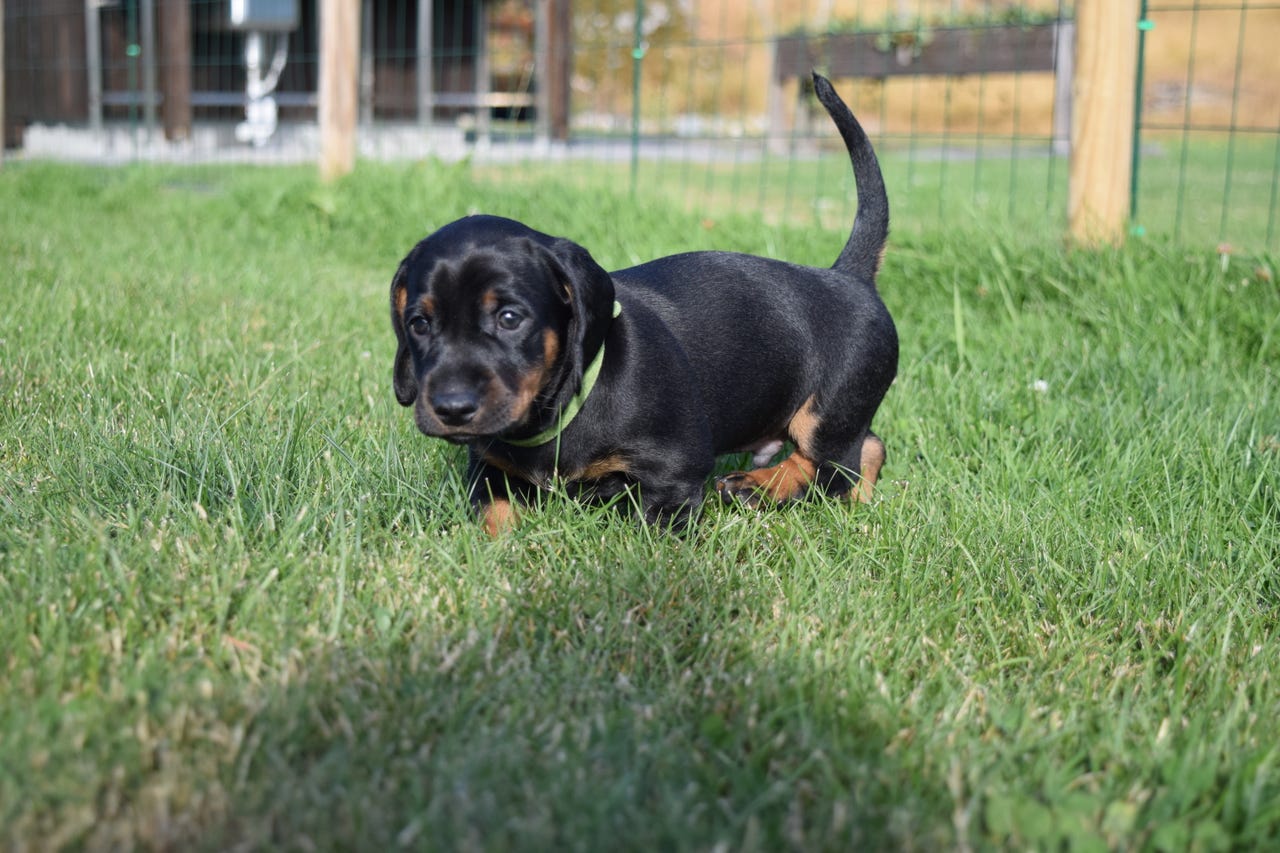 Dachshund korthåret